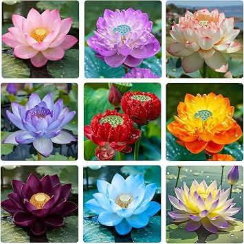 20Pcs Mix Lotus Seeds for Planting-Non-GMO Heirloom Plant Seeds Garden Outdoor