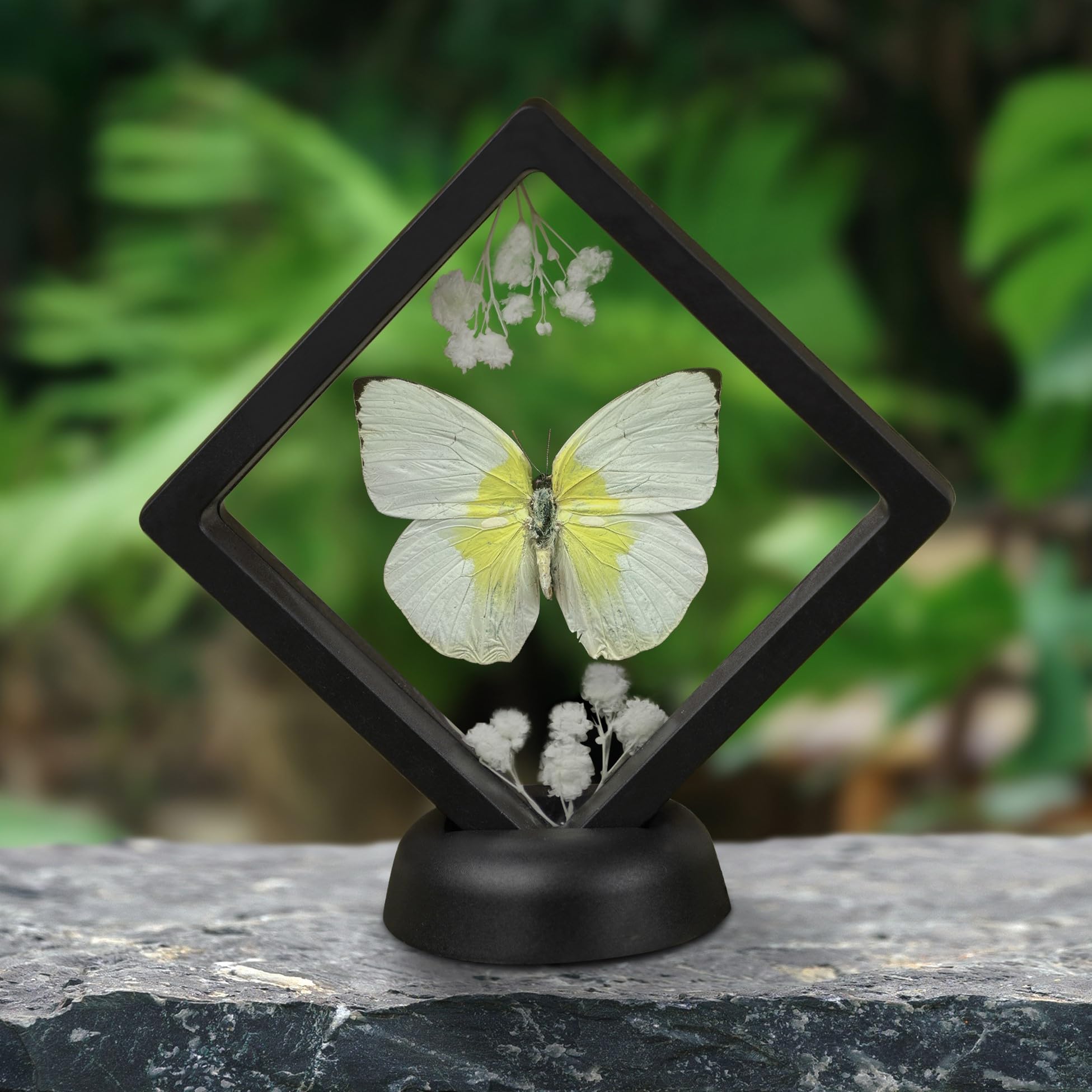 Amazon.com - vinatimes Real Butterfly Catopsilia Pomona Insect