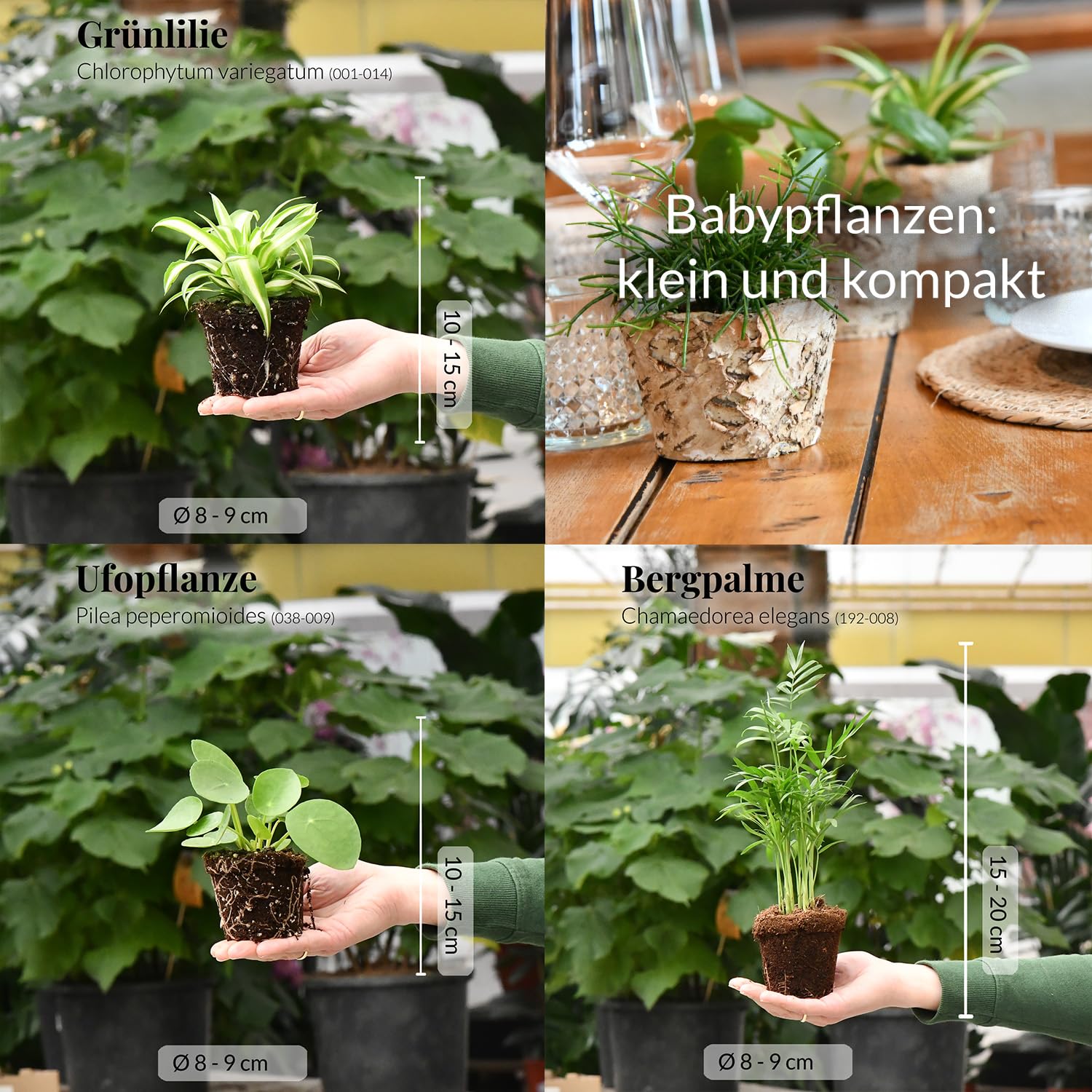 Mini Zimmerpflanzen - Babypflanzen Trio Tierfreundlich - echte  pflegeleichte Zimmerpflanzen - 3er Set im 9 cm Topf - Bergpalme Grnlilie  Ufopflanze - frisch aus der Grtnerei - Green Me Up : Amazon.de: Garten