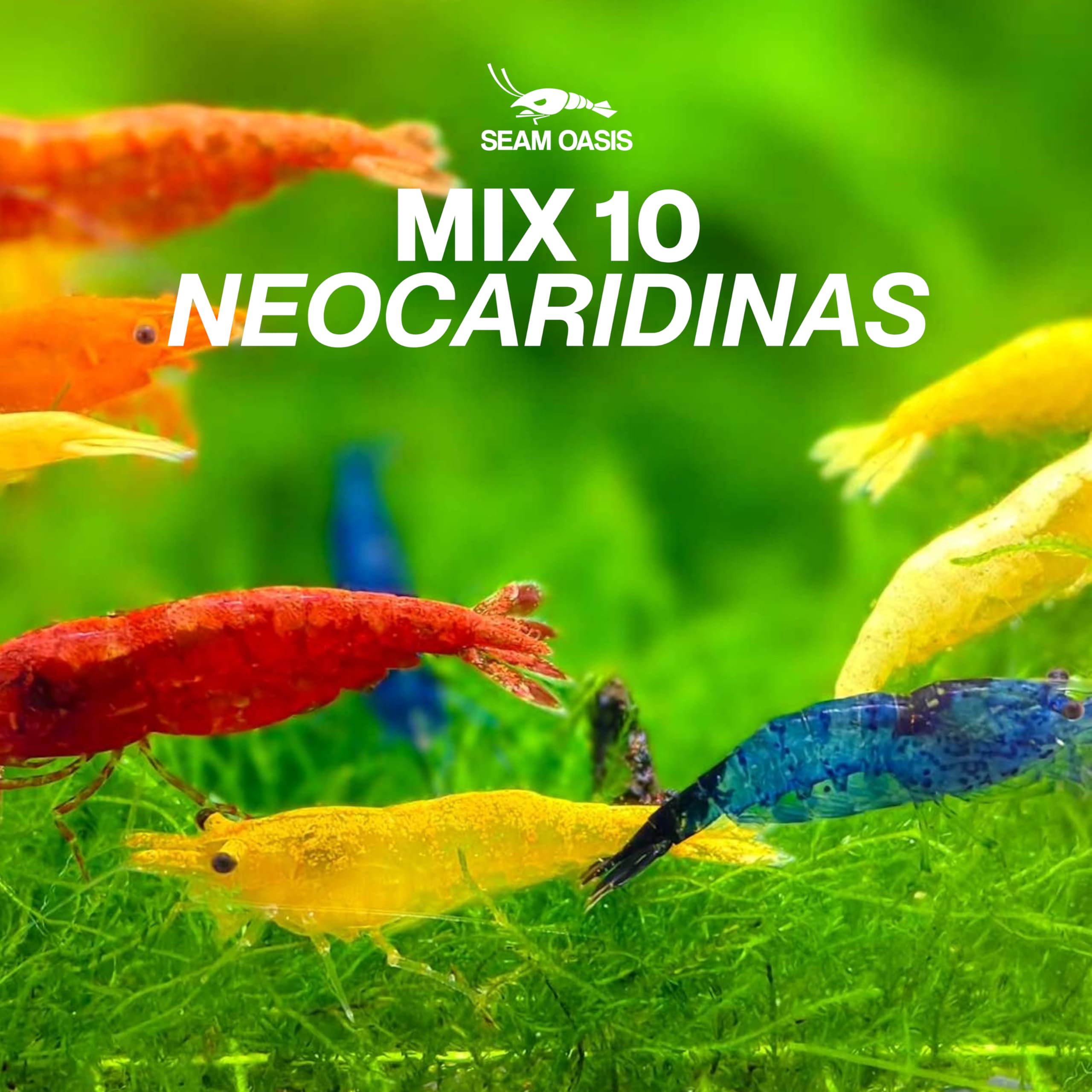 Seam Oasis Mix Neocaridina Shrimps for Freshwater Aquariums (Mix Neocaridina, Pack of 10)