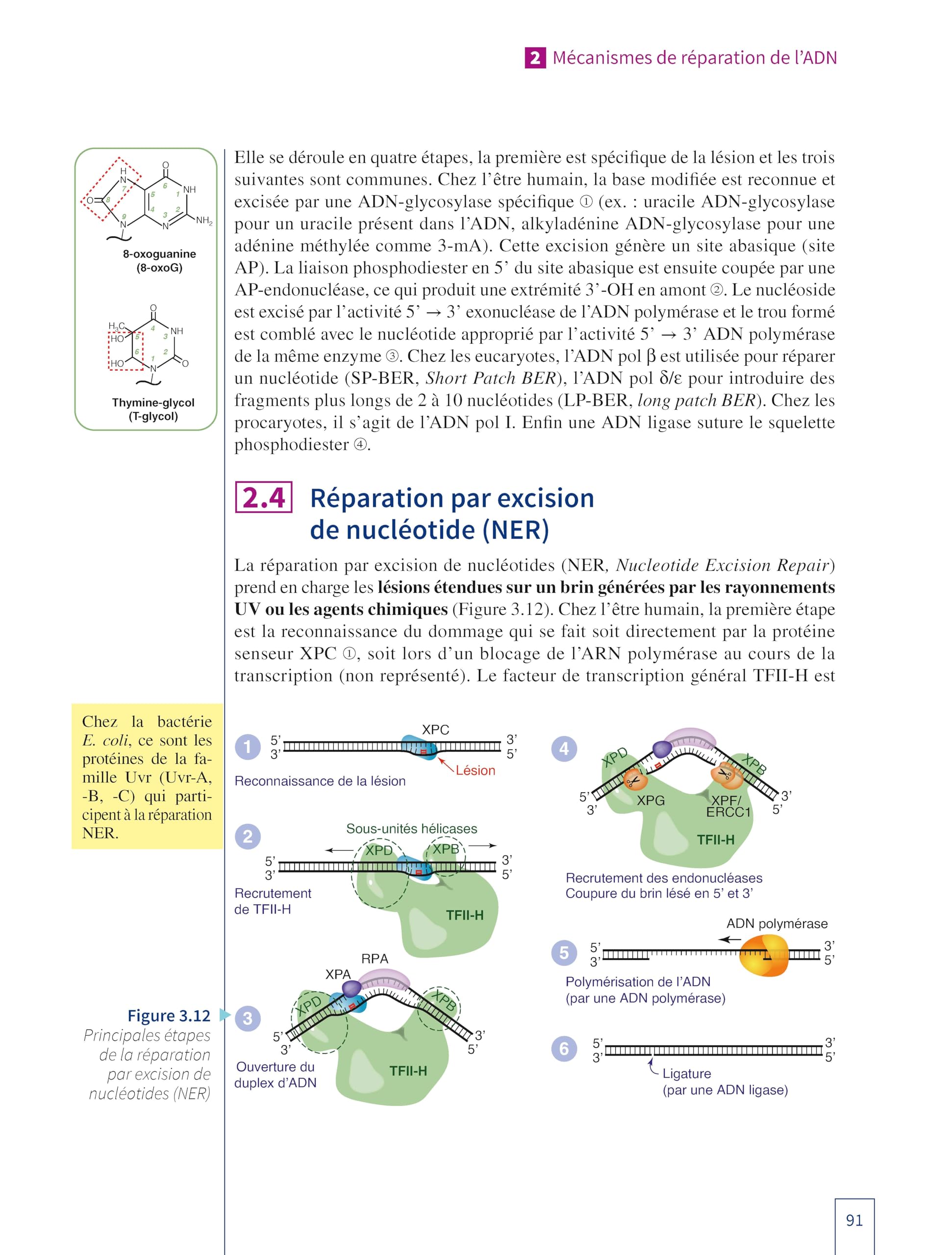 Biologie moléculaire: Les fondamentaux, Cours avec exemples concrets, 80 QCM et exercices corrigés