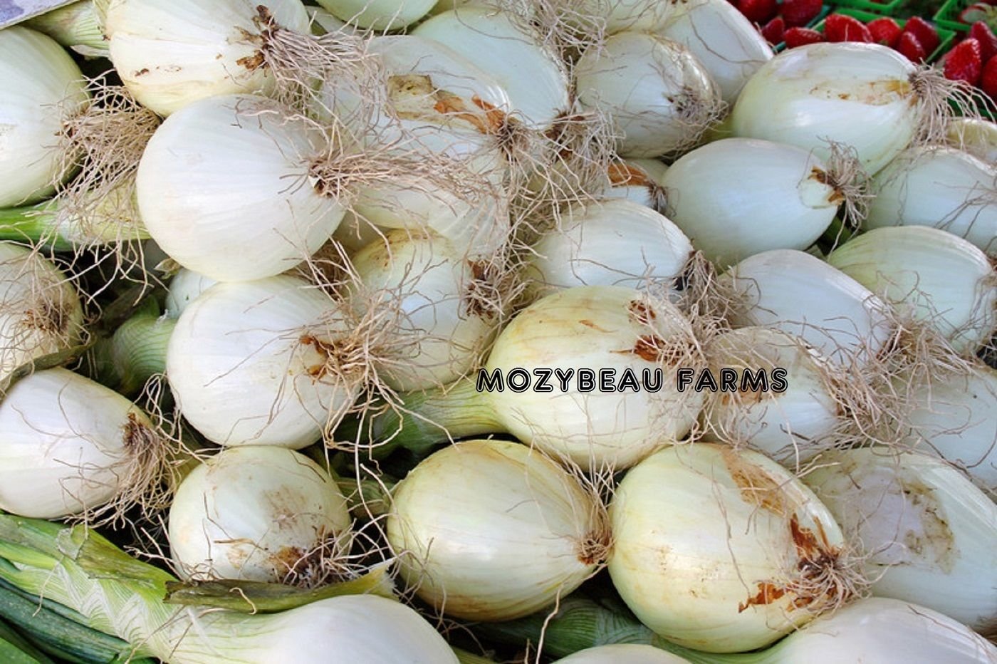 100 Semi Di Bianco Dolce Spagnolo Cipolla. Combo S/H - Foto 6