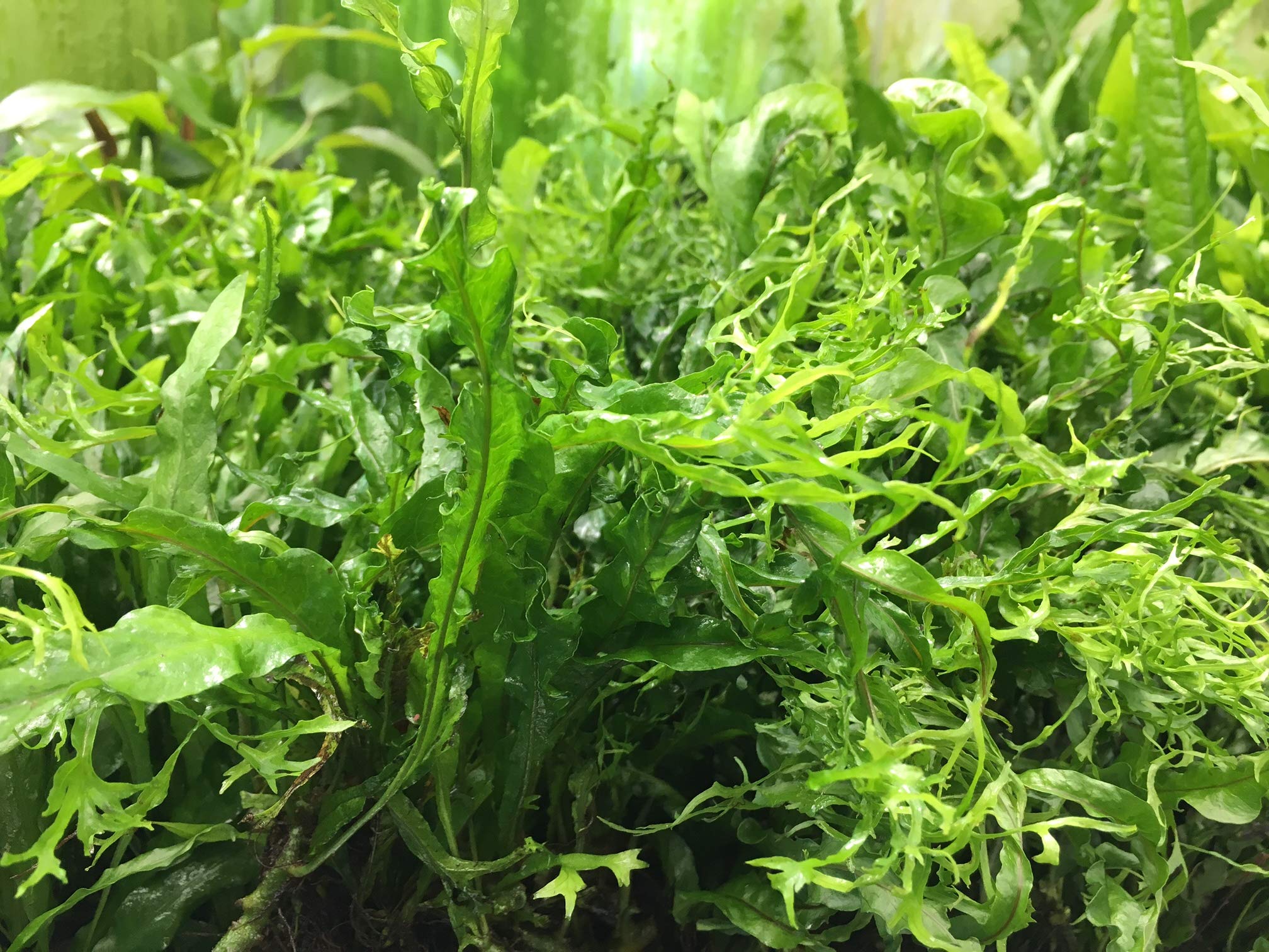 10 Unidades Microsorium Gran Selección, Planta Viva para acuarios