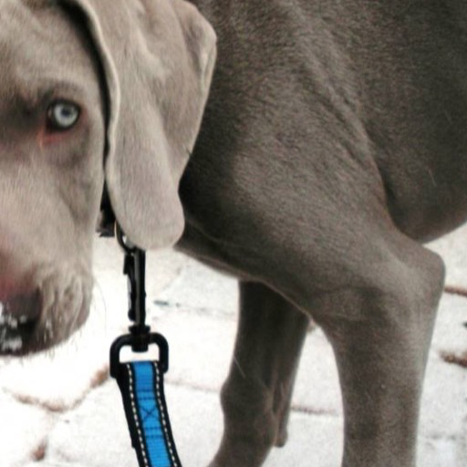 great dane puppy Wallpaper &ndash; HD Wallpapers of great dane puppy!:Amazon