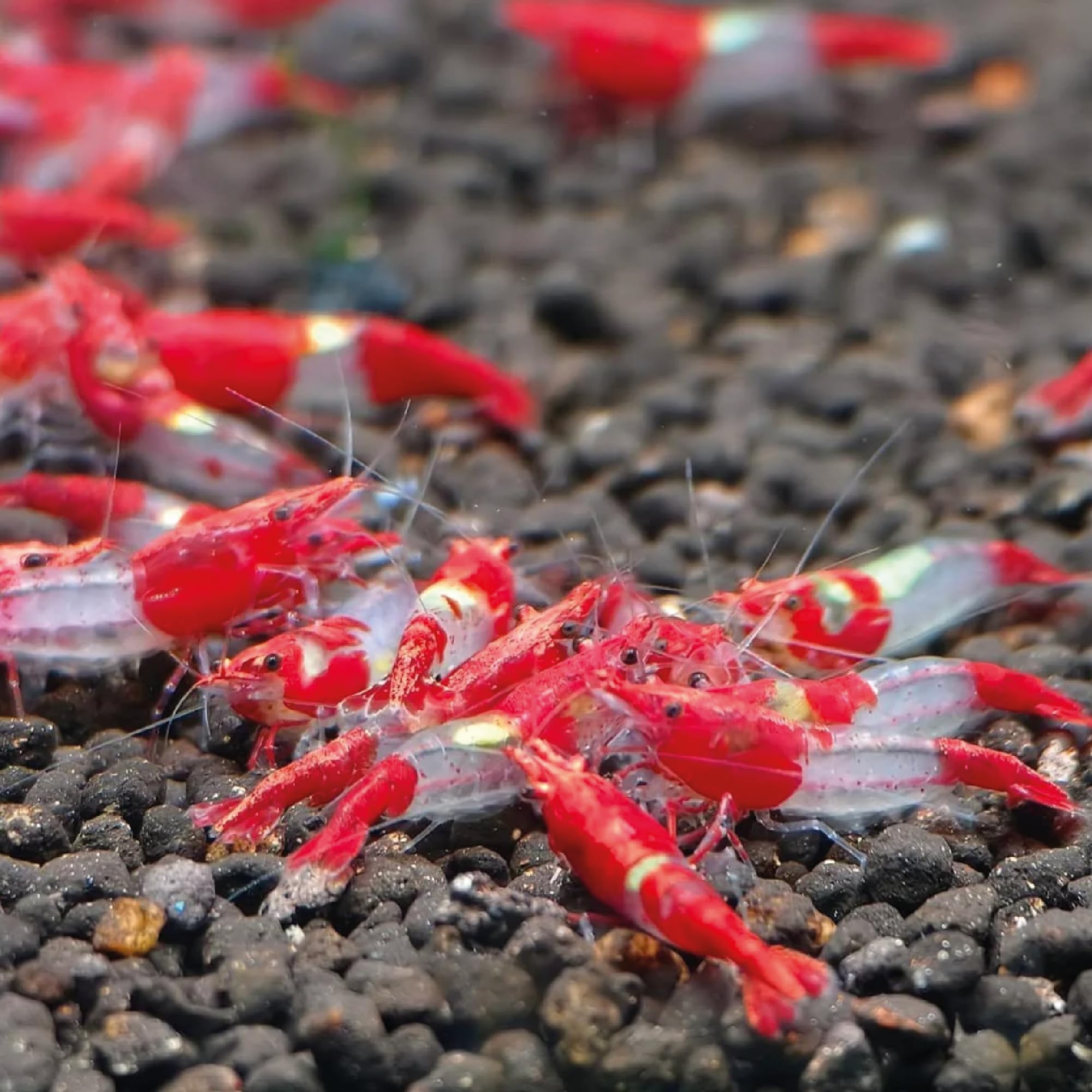 AquaBreedingSkill Lot de 10 Crevettes – Crevettes Vivantes pour Aquarium – Naines Neocaridina, Habitants Pacifiques pour Aquariums, Taille 1,5-2 cm (Red Rilli)