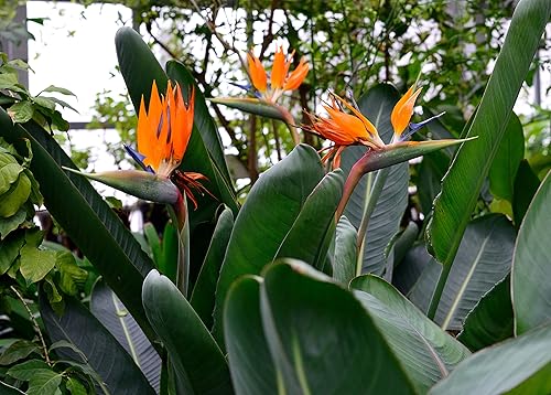 Miniatura 3 de Semillas Bird of Paradise - Crane Strelitzia - Flores perennes para plantar - Sin OMG