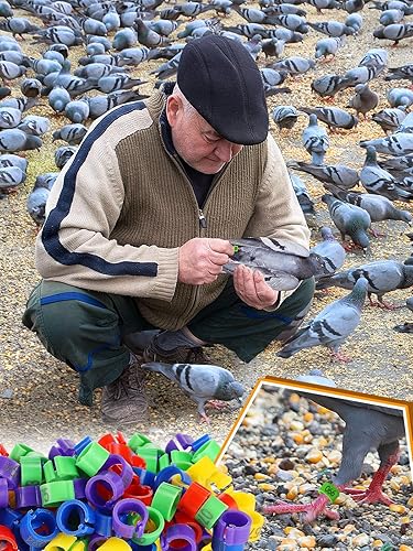 Miniatura 6 de MEWTOGO 100 anillos de pierna de palomas de pájaro de 0.315 pulgadas, coloridas bandas de identificación de aves numeradas legibles, bandas