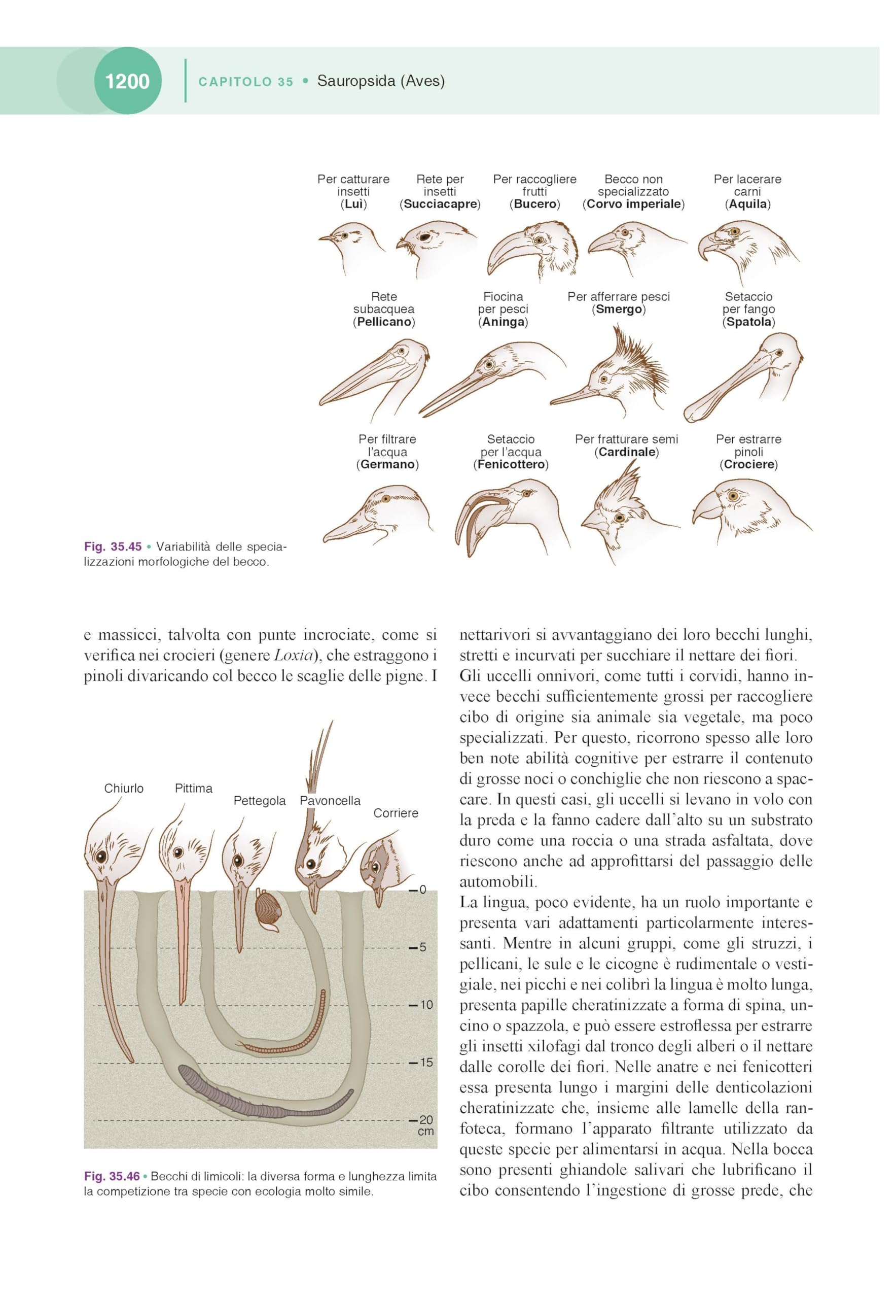 Manuale di zoologia