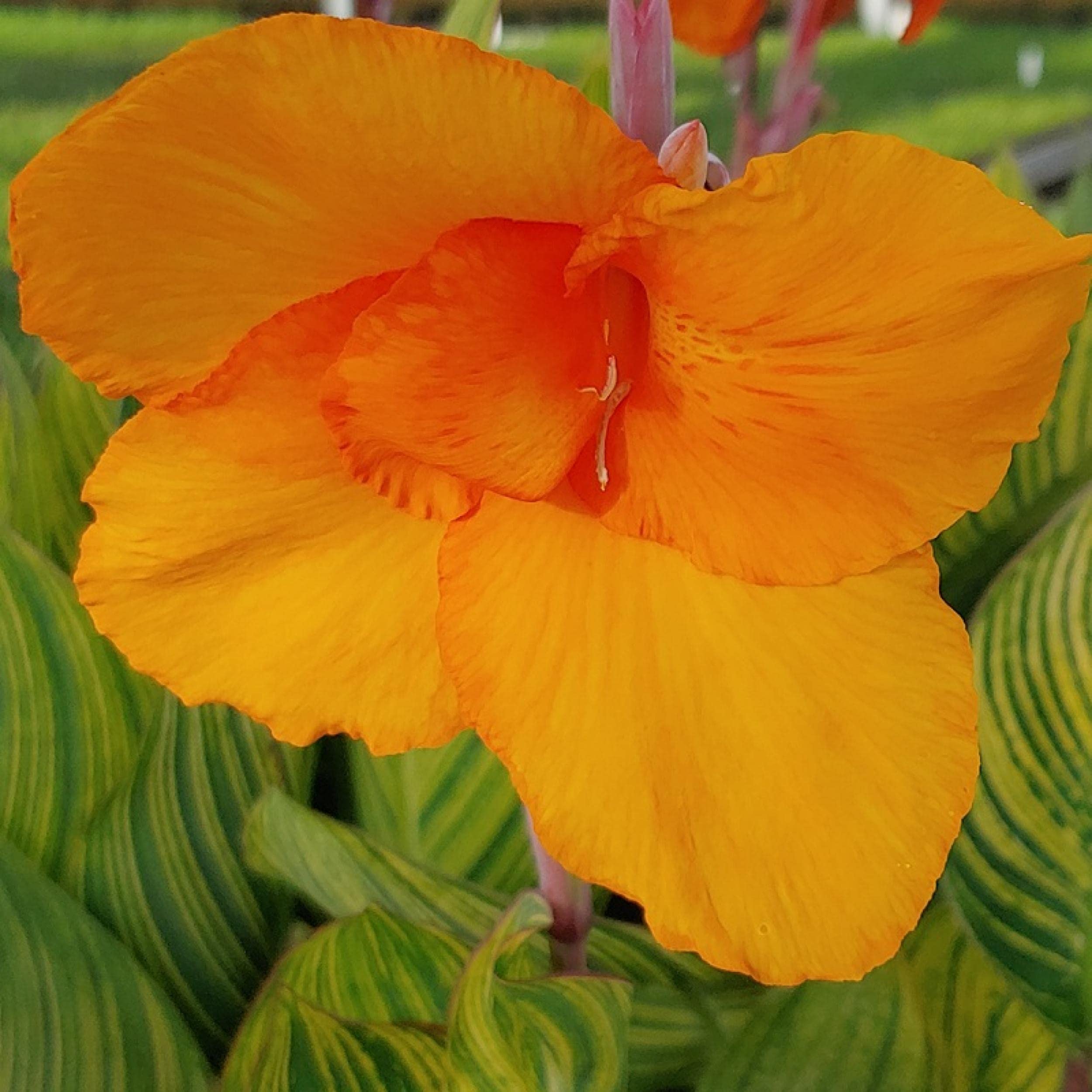 Canna Pretoria Chalily