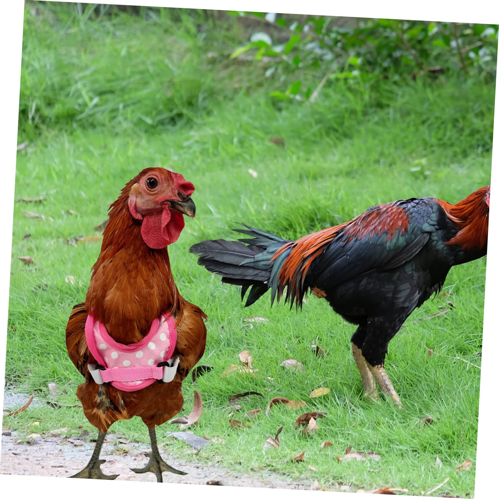 Mikikit Adorable Chicken Vest with Wear Resistant Leash Outdoor Harness for Chickens and Ducks Chicken Accessory for Comfortable Pet Walks