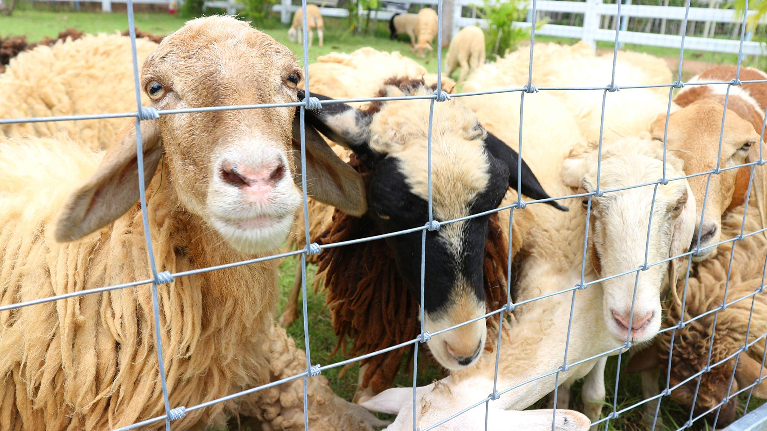 100 m, rete di protezione da animali selvatici, rete per zona boschiva, rete pastorale, rete metallica 180/24/15