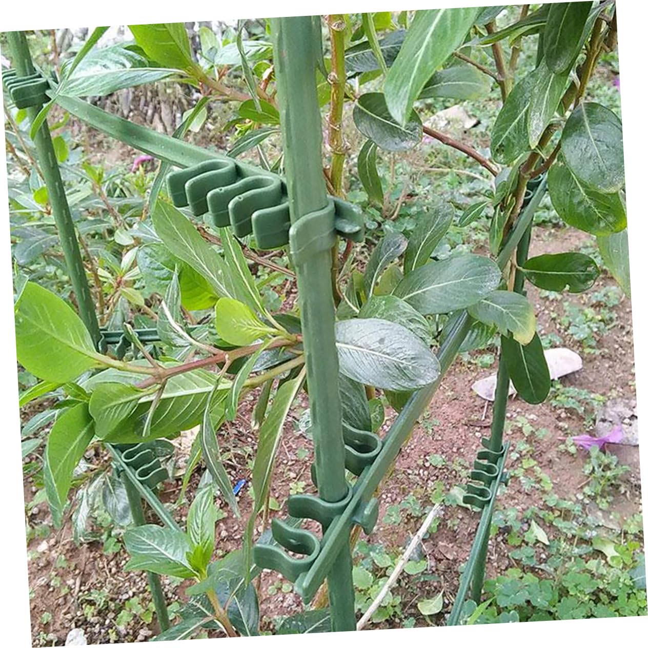 50 Pezzi Fibbia Supporto per Cetrioli Fibbie per Pomodori Rampicanti Regolabili Traliccio Verdure Frutti Plastica Leggera Riutilizzabile Esterno
