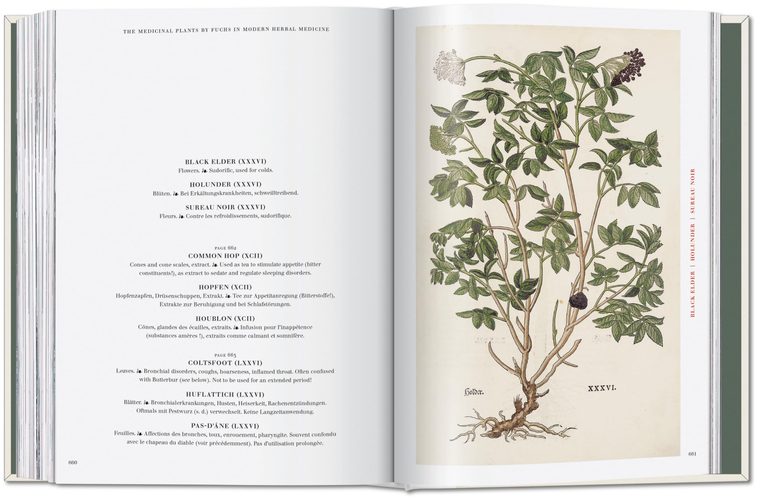 Leonhart Fuchs: The New Herbal