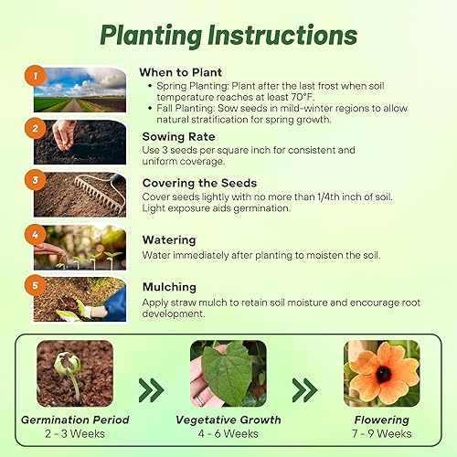 Miniatura 4 de Outsidepride 20 Semillas Anuales Melocotón Español Ojos Thunbergia Black Eyed Susan Semilla de flor de vid para plantar