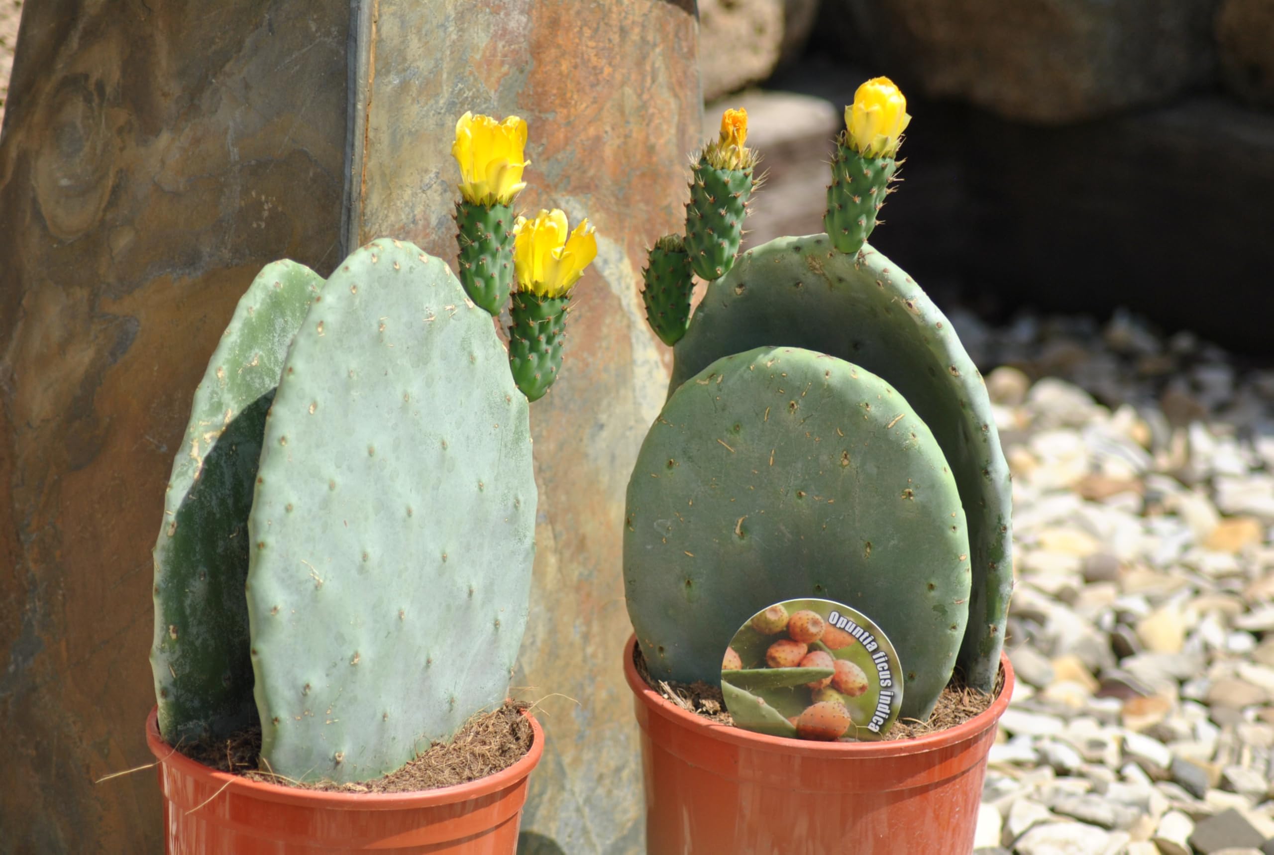 Opuntia ficus indica - Feigenkaktus - Doppelblatt - Große Pflanzen - 40cm hoch