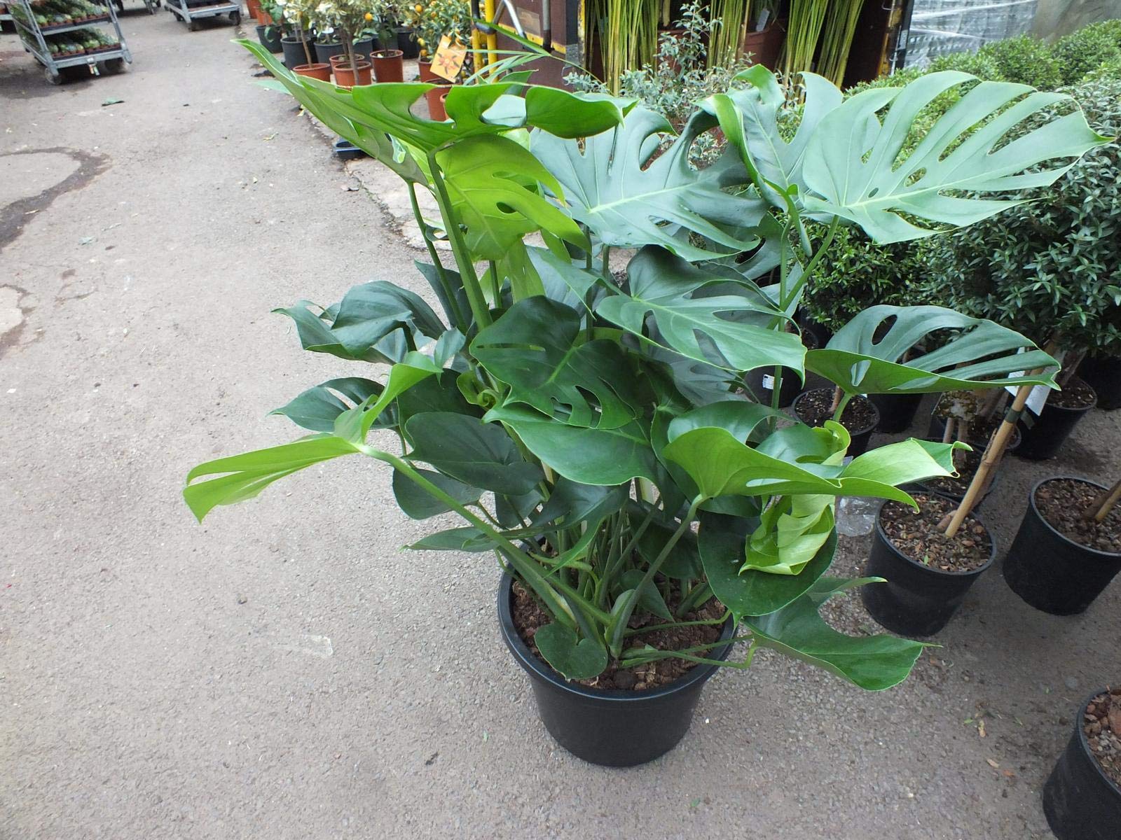 XXL Monstera Deliciosa Pflanze – 80-100 cm Hoch – Dschungel-Pflanze für Zuhause & Büro – Luftreinigende Zimmerpflanze