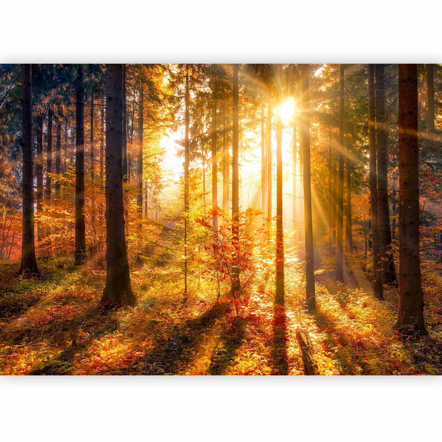 murando - Carta da Parati Moderna per Soggiorno, Paesaggio, 400x280 cm | Fotomurali in TNT, Decorazione da Muro XXL, Carte da Parati Moderne, Natura, Produzione Europea
