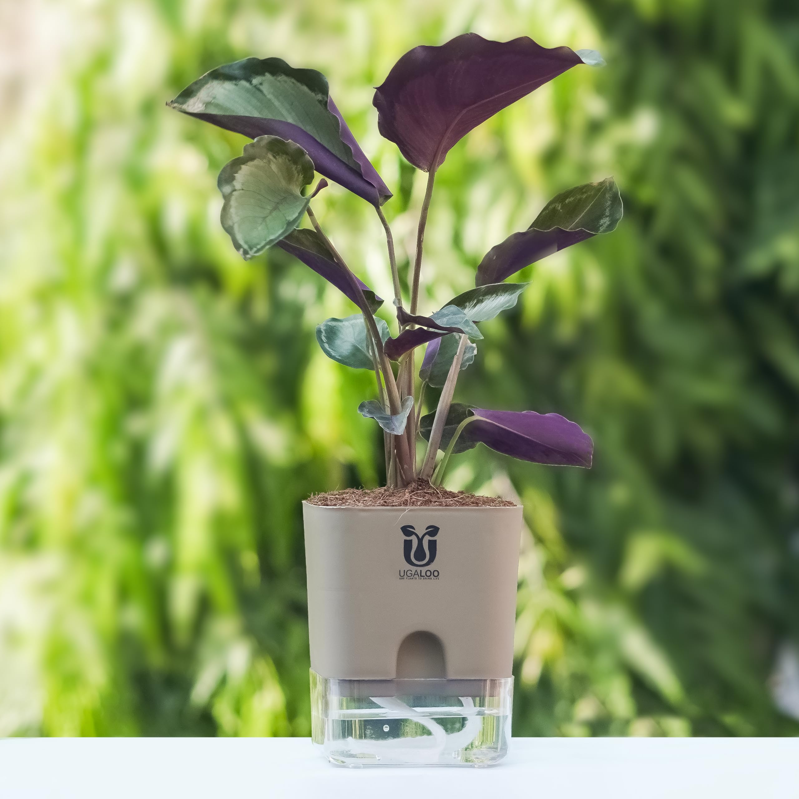 UGALOO Calathea Roseopicta little princess (Peacock) Indoor Plants for Home & Office | with Brown Self Watering Pot | Live Plants for Living Room | Air purifier plants | Plants for Home Decor-picture-17
