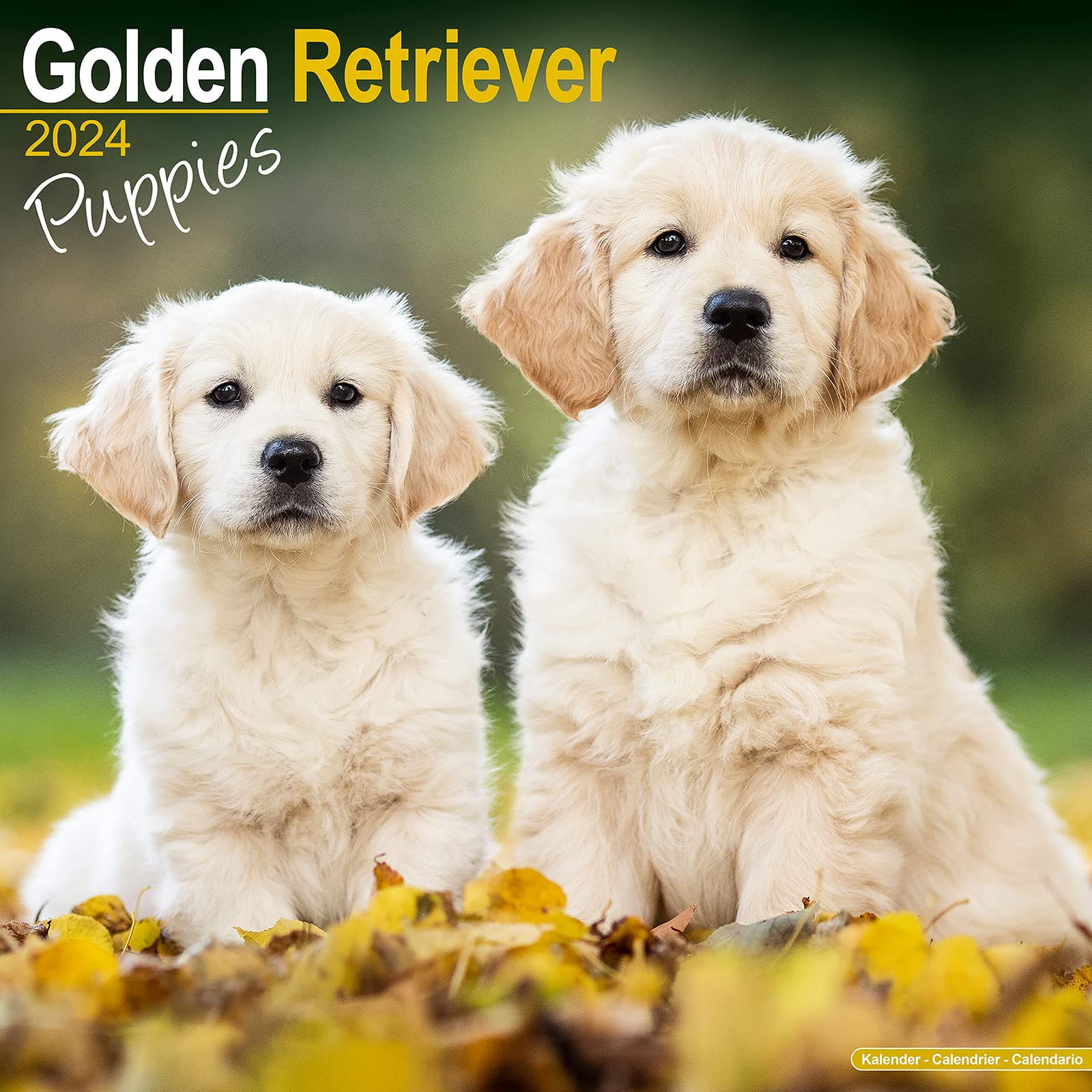 Golden Retriever Puppies - Golden Retriever-Welpen 2024 - 16-Monatskalender: Original Avonside-Kalender [Mehrsprachig] [Kalender] (Wall-Kalender)