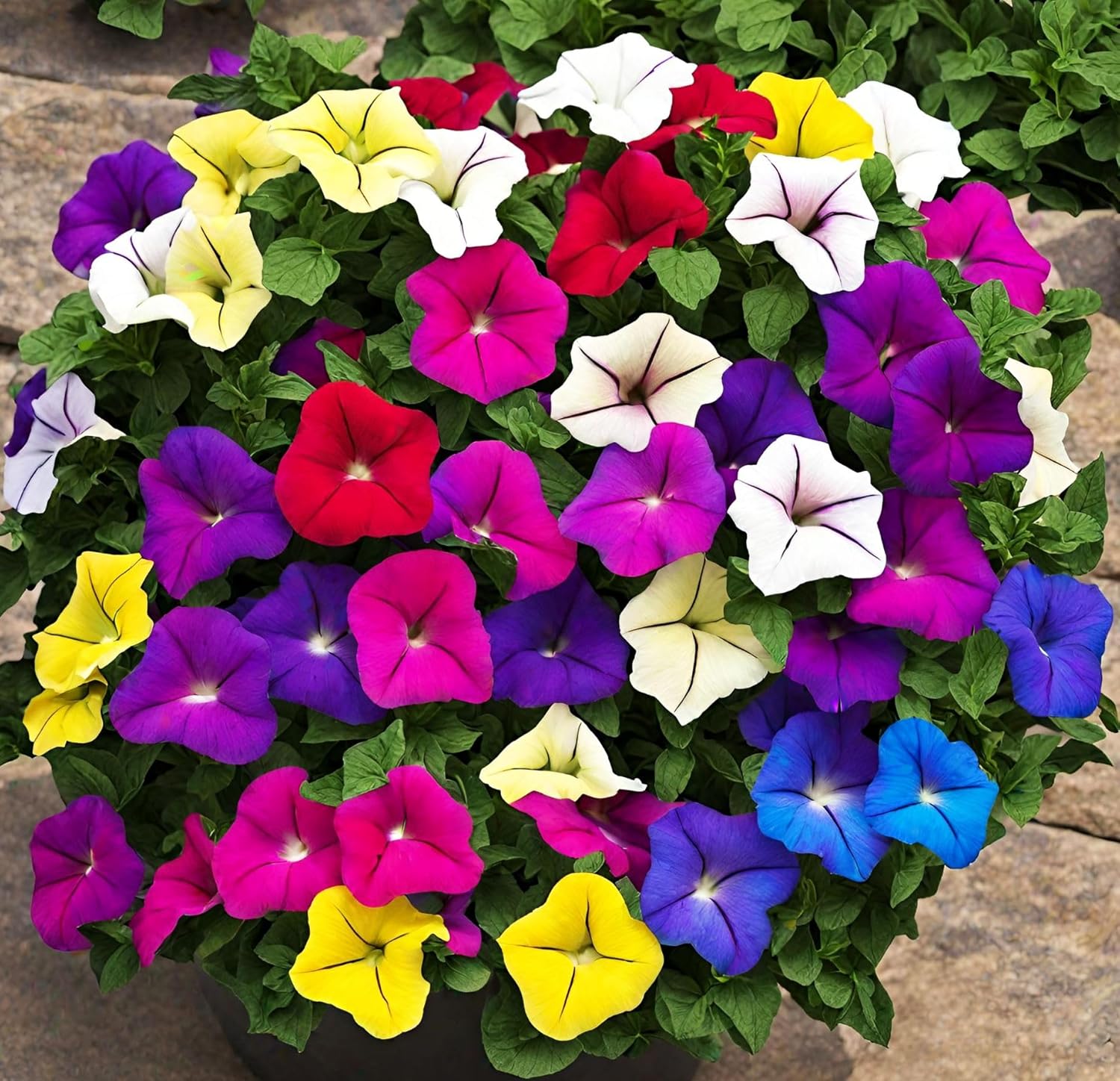 amazon-100-petunia-seeds-grandiflora-flowers-mixed-rainbow