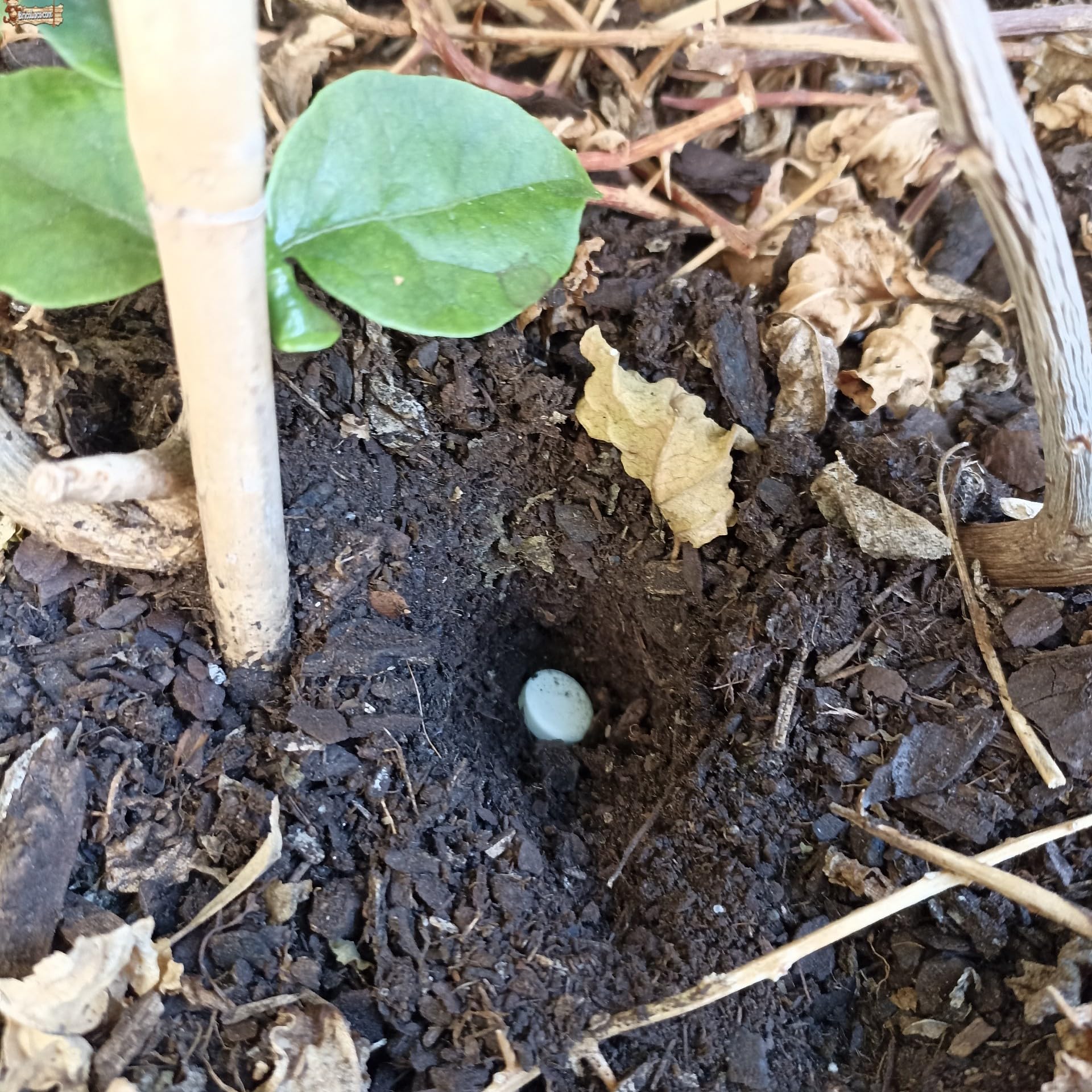 BricoLoco.com Abono vitaminado en comprimidos concentrado. Pack 500 Pastillas fertilizantes NPK para plantas y árboles. Enraizante. Mucho más seguro, fácil y limpio que líquido. (500)