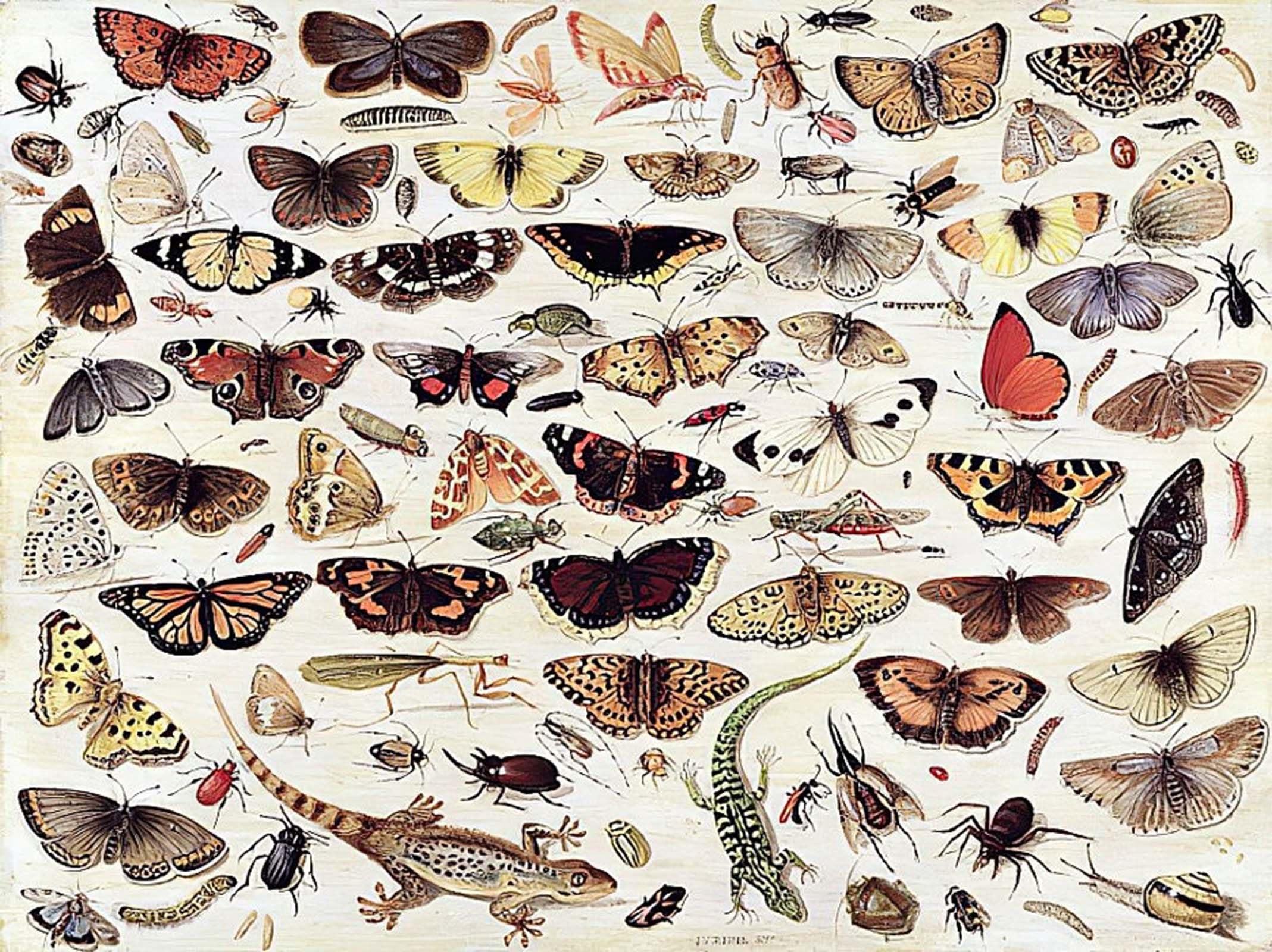 ARTXLXXBN Famous Print Painting Colorful Art Print Study of Butterflies and Other by Jan Van Kessel the Elder Canvas Art Decorations for Home Decor 60x90cm
