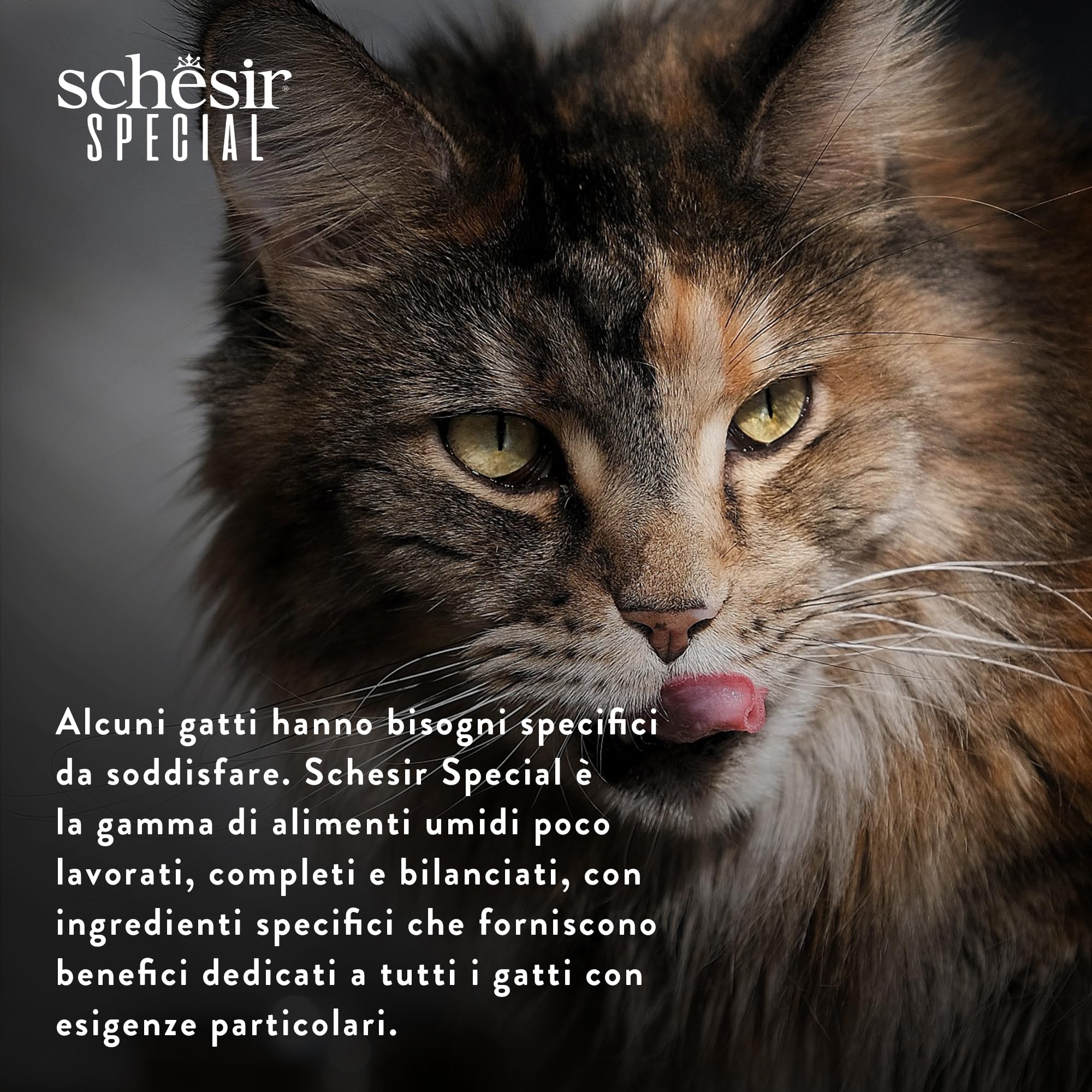 Schesir Special Exigent, Alimentation complète pour Chats exigeants (Poitrine 12 x 70 g)