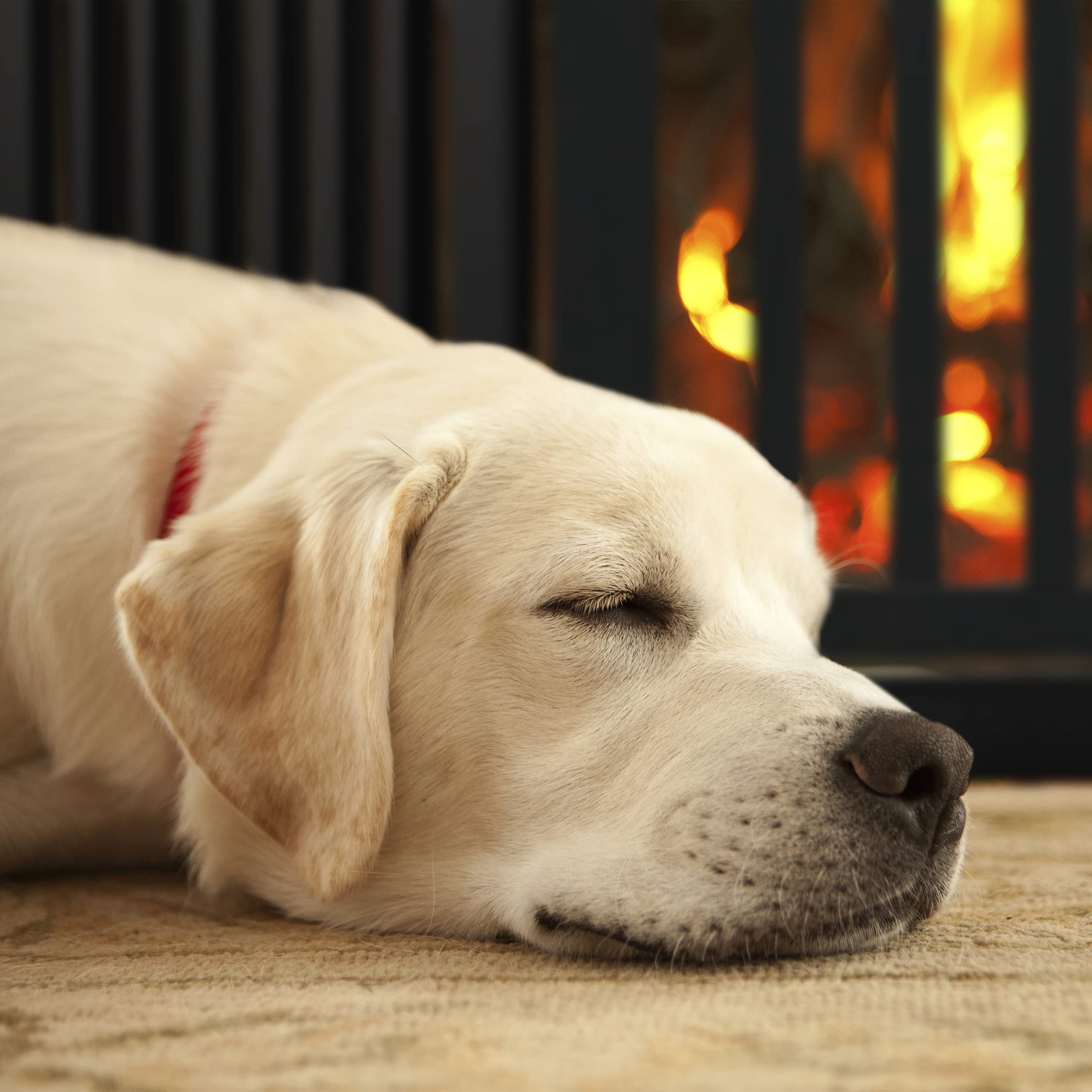 Relaxdays Barrera Seguridad Perros, Animales, Valla Protección Mascotas, Puerta, 70x154cm, Plegable, 3 Paneles, Negra