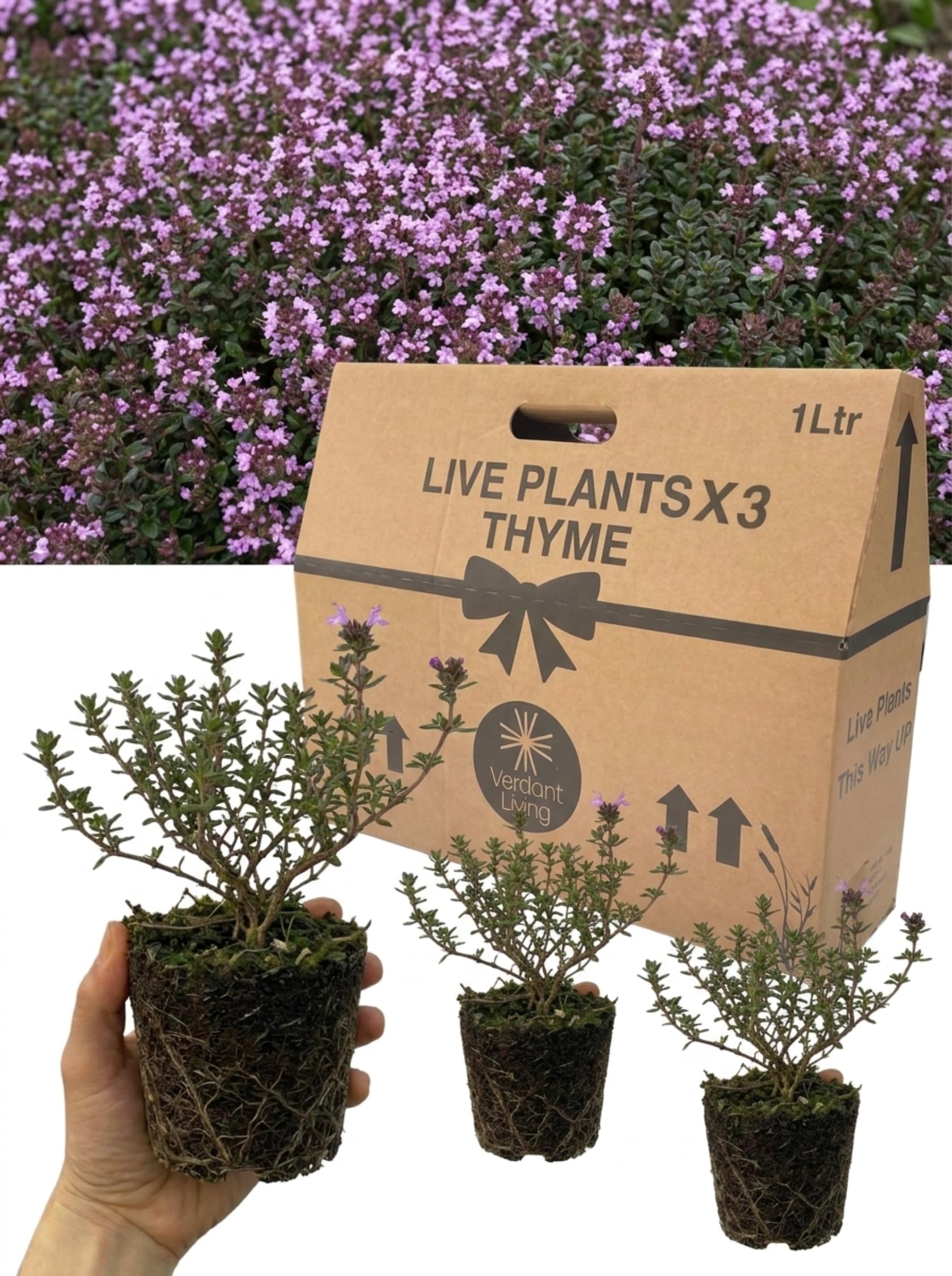 Thyme Plants in 1Ltr Pot x3 – Live Herb for Cooking, Garden & Patio – Hardy Perennial, Aromatic Culinary, Bee Friendly, Low Maintenance, Potted UK Grown, Kitchen Herb Garden