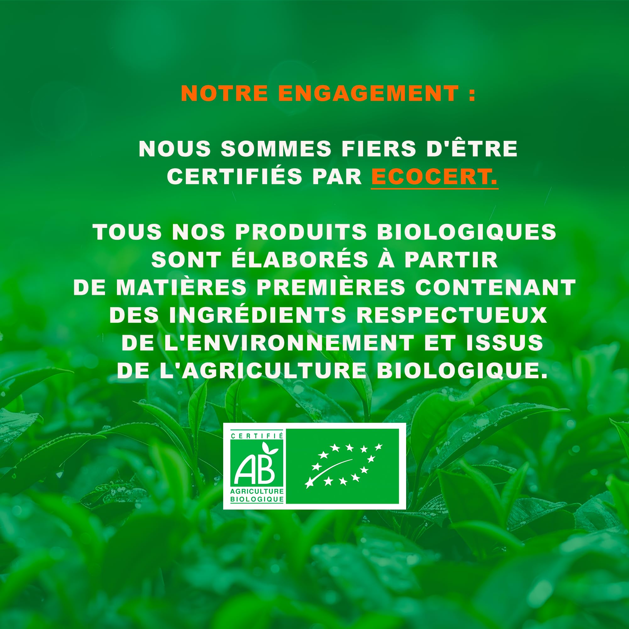 Tè Verde biologico aromatizzato Menta Marrakesch - 100g (40 tazze) - Tè sfuso 100% agricoltura biologica - Mes-Tè