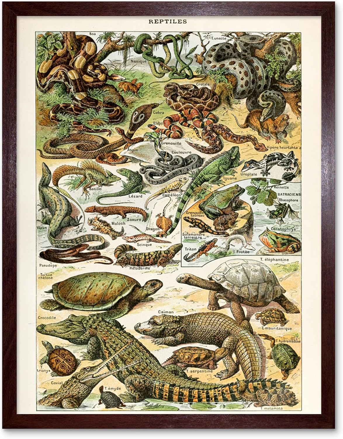 Artery8 Millot Encyclopedia Page Reptiles Snake Tortoise Unframed Wall Art Print Poster Home Decor Premium
