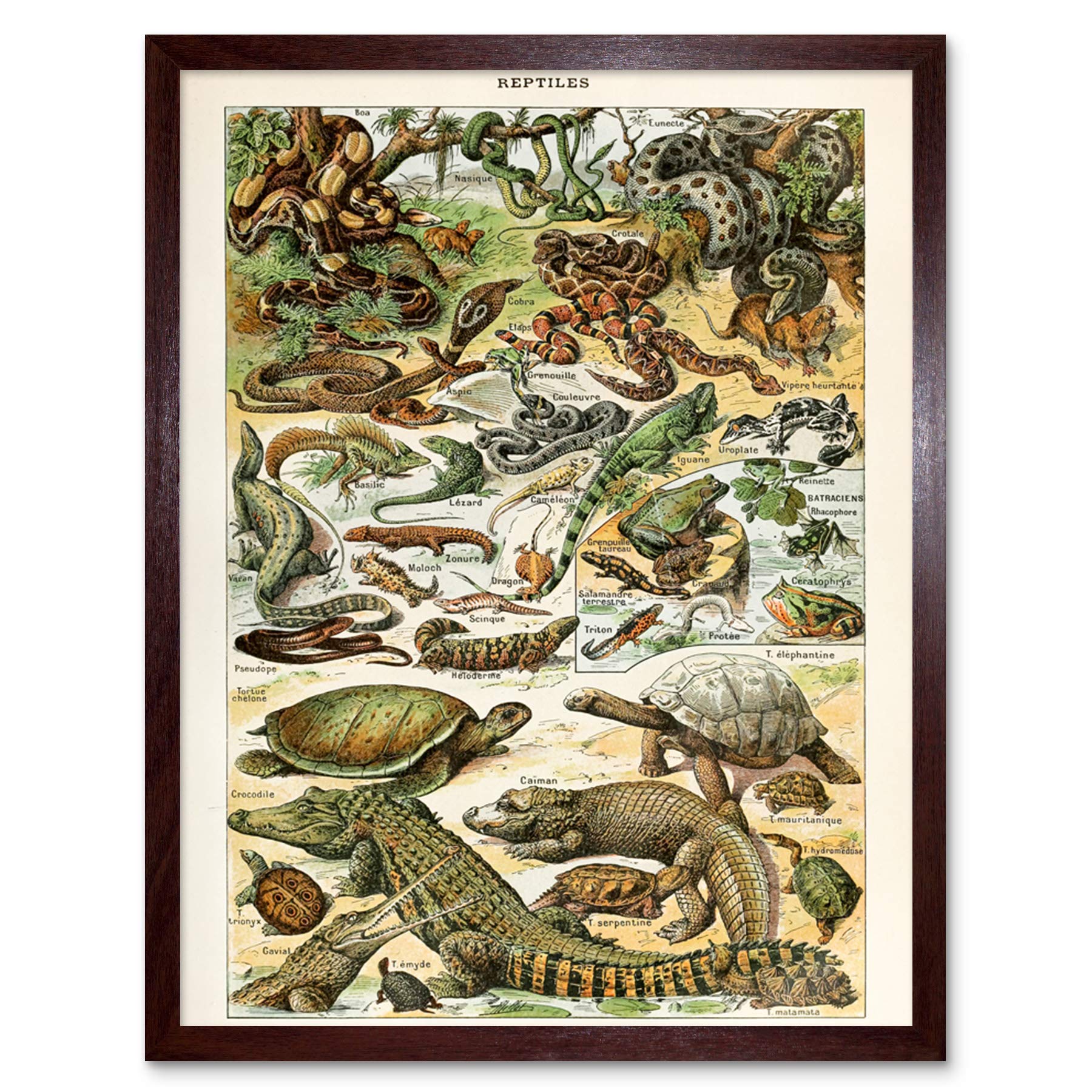 Artery8 Millot Encyclopedia Page Reptiles Snake Tortoise Art Print Framed Poster Wall Decor 12x16 inch