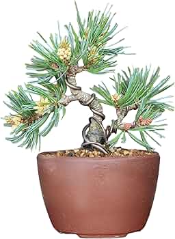 Amazon.co.jp: 吾妻五葉松 八房品種【福吾妻】フクアヅマ ミニ盆栽