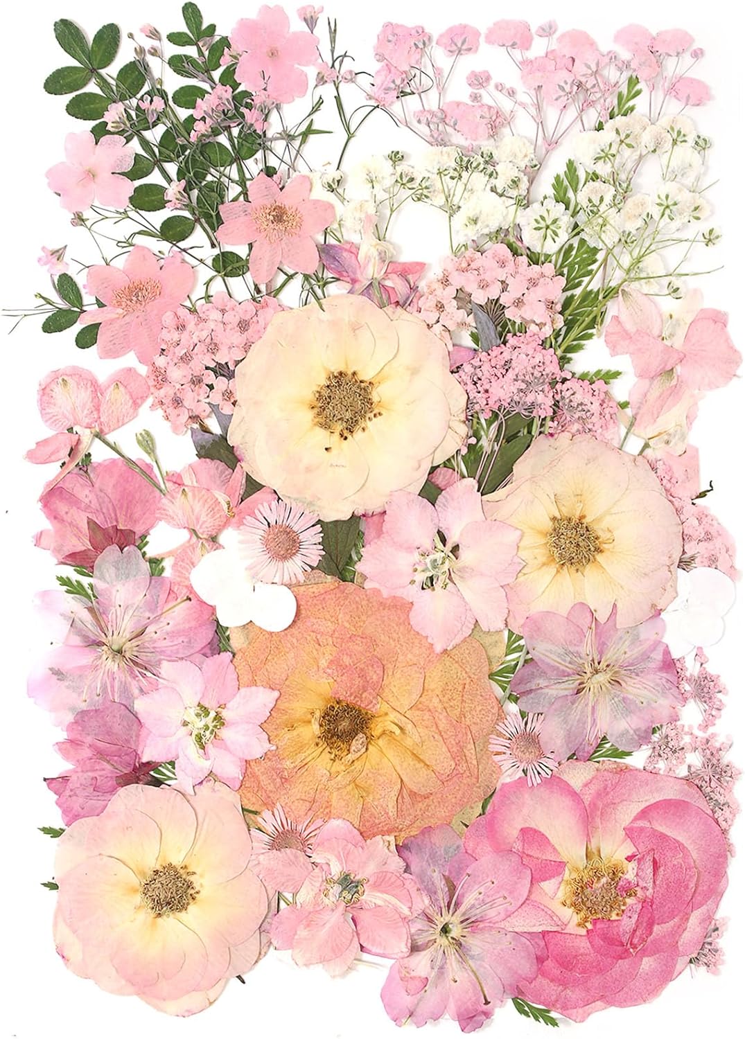 AHTONG 14 Types Pink Dried Pressed Flowers & Leaves Kit for Resin Jewelry, Crafts, Scrapbooking - 48pcs Peach Fuzz Herbarium