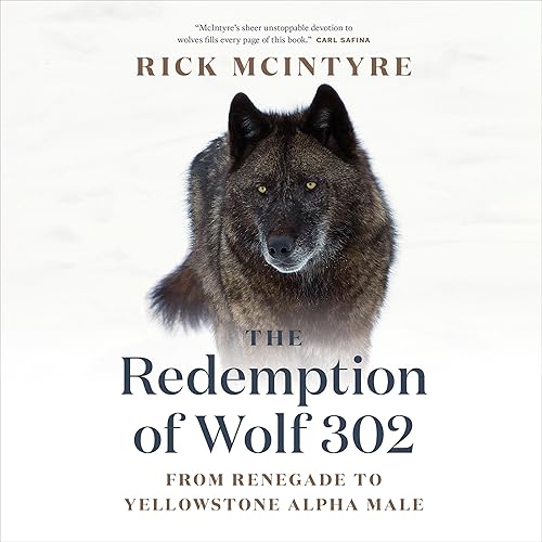 The Redemption of Wolf 302: From Renegade to Yellowstone Alpha Male: The Alpha Wolves of Yellowstone, Book 3