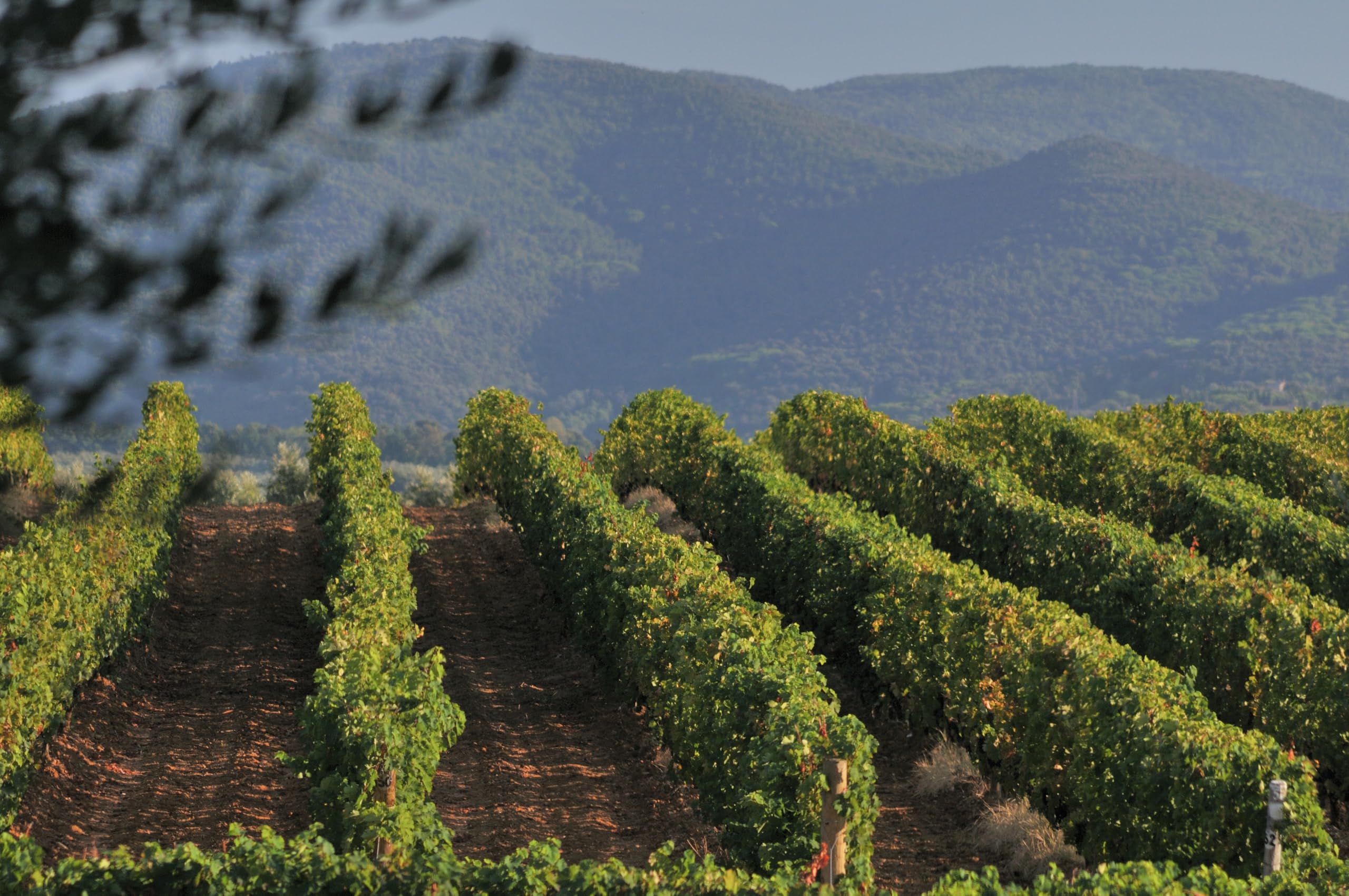 Tenuta San Guido Sassicaia Bolgheri Vino 85% Cabernet Sauvignon - 15% Cabernet Franc Doc 750 Ml