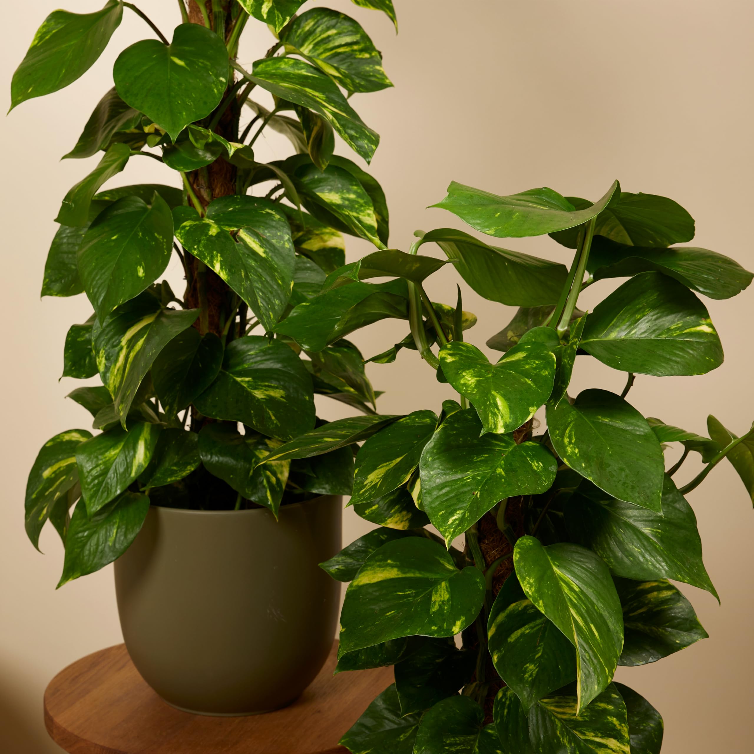 Bloomique - 2er-Set - Epipremnum Aureum - Efeutute - Drachenefeu - Kletterpflanzen - Zimmerpflanzen - Luftreinigend - Höhe 70-90 cm - Topf 19 cm