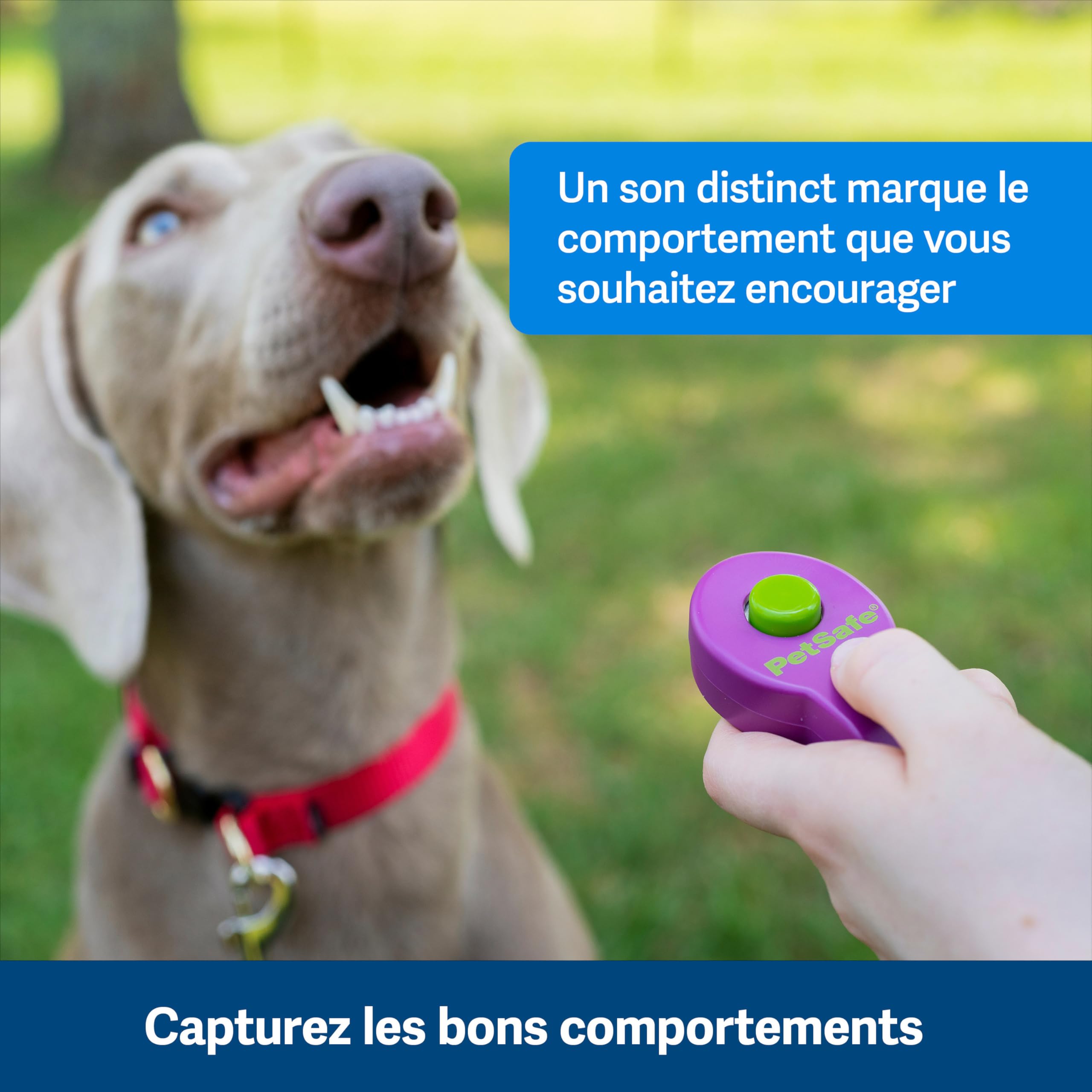 PetSafe Clik-R Clicker d'entraînement pour Chiens - Renforce Le comportement Positif - Utilisation pour récompenser et entraîner