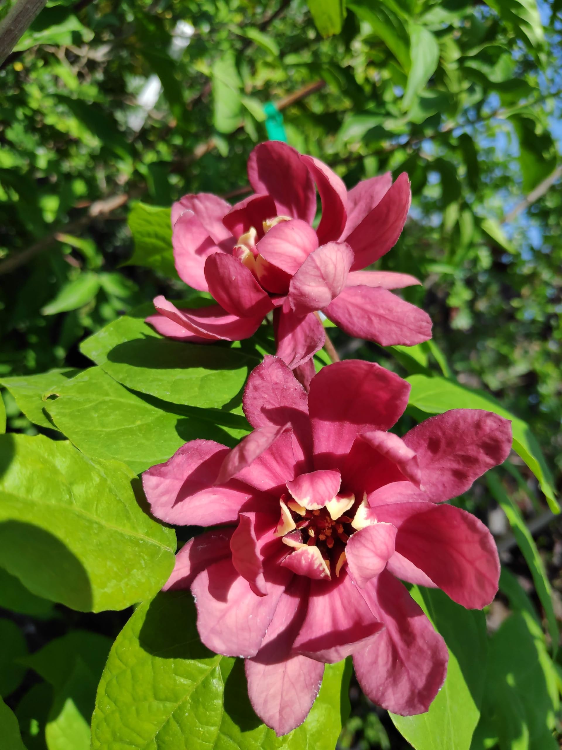 roter großblumiger Gewürzstrauch Sinocalycalycanthus Hartlage Wine 100-120 cm