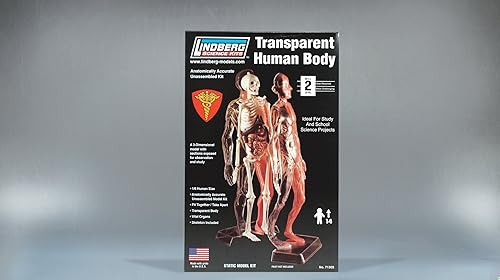Miniatura 2 de Lindberg transparente visible cuerpo humano 16Escala de plástico Modelo Kit