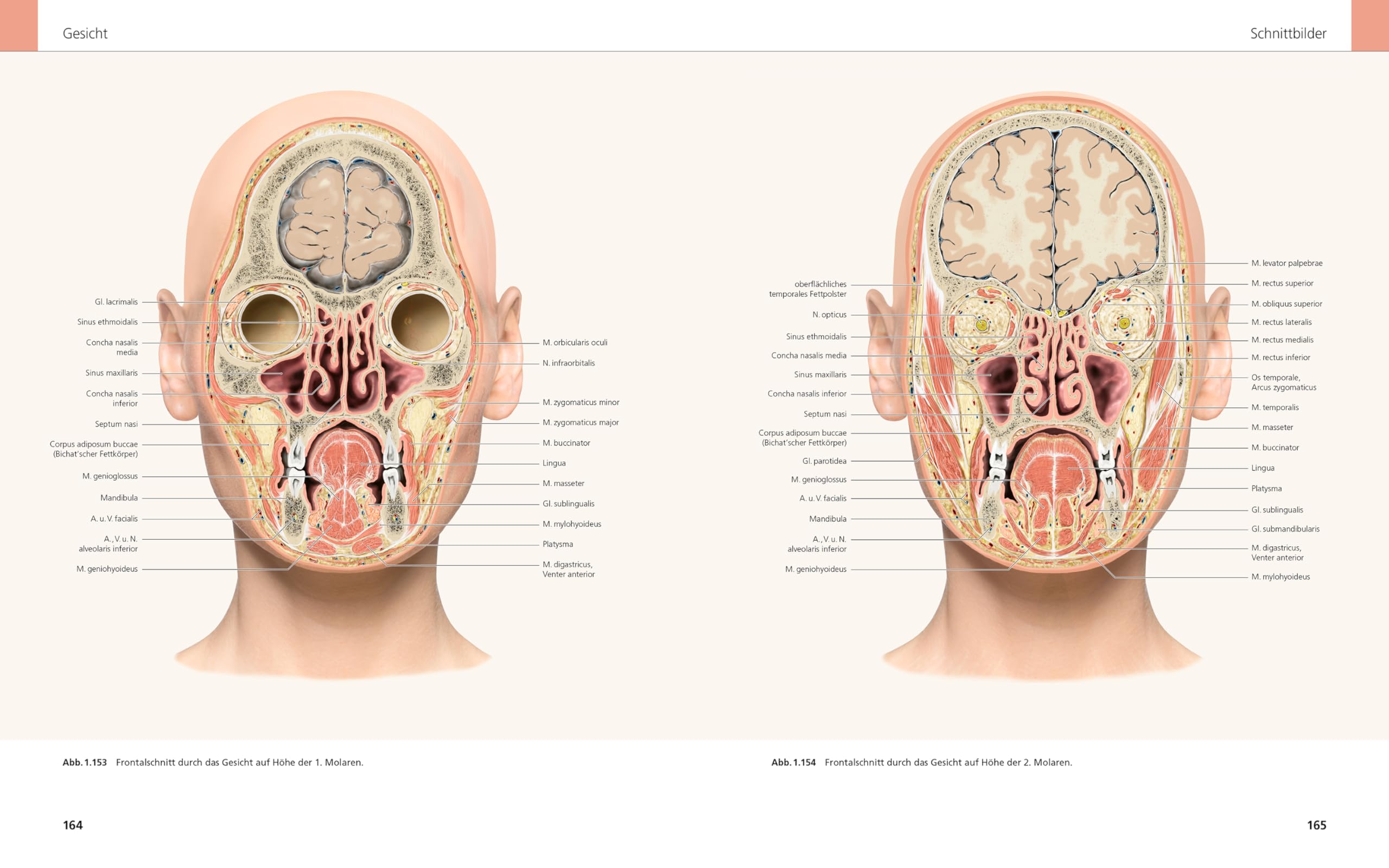 Das Gesicht | Bildatlas klinische Anatomie