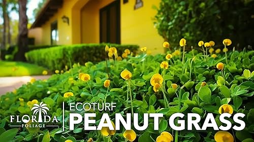 Miniatura 3 de EcoTurf - Hierba de maní perenne - 3 plantas vivas - Arachis Glabrata - Cubierta de suelo tolerante a la sequía de bajo mantenimiento
