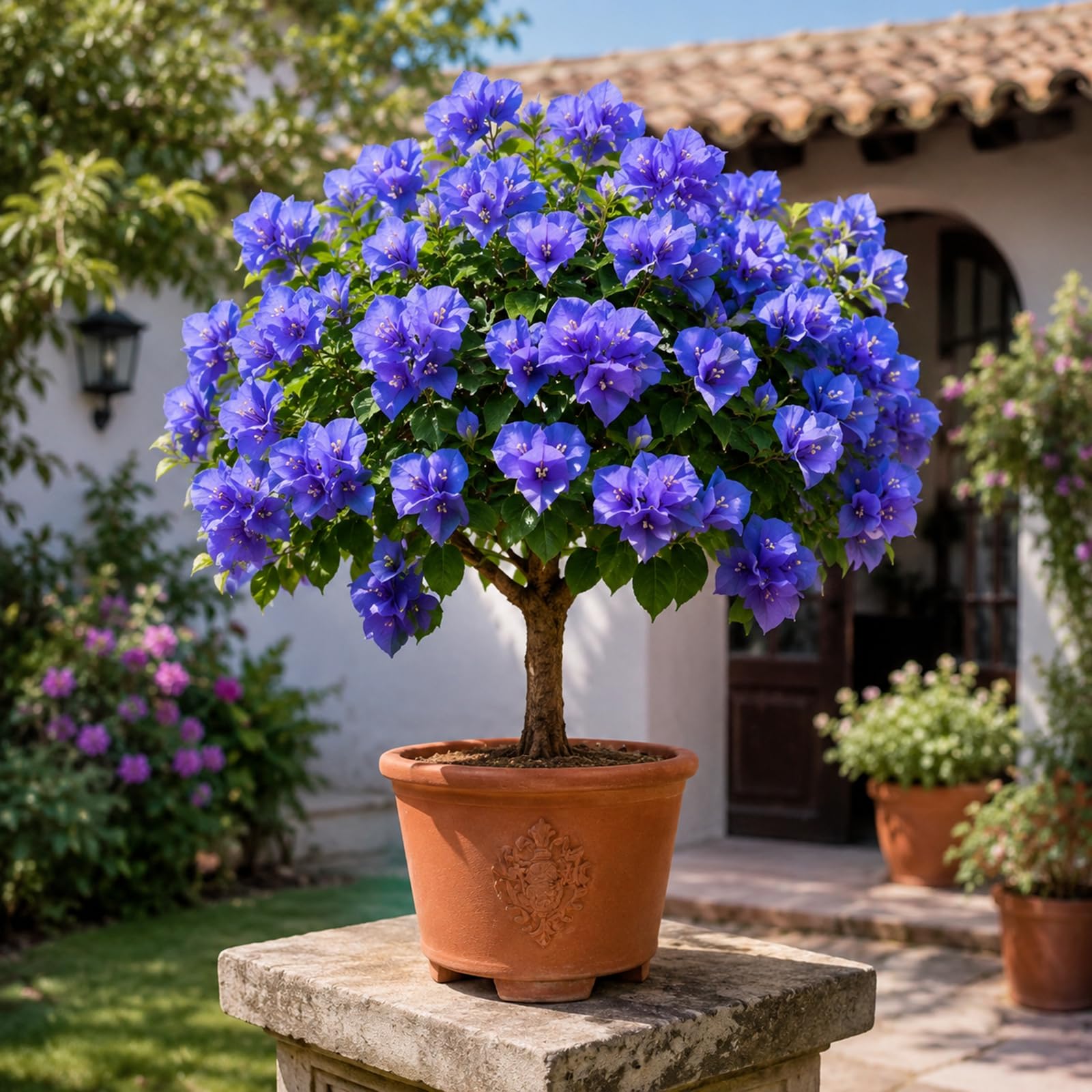 Ideale Seltene WüStenrosen, üBerraschend Wachsend, Lange BlüTezeit,Gartende Seltene, Kältefeste-5Zwiebeln-F