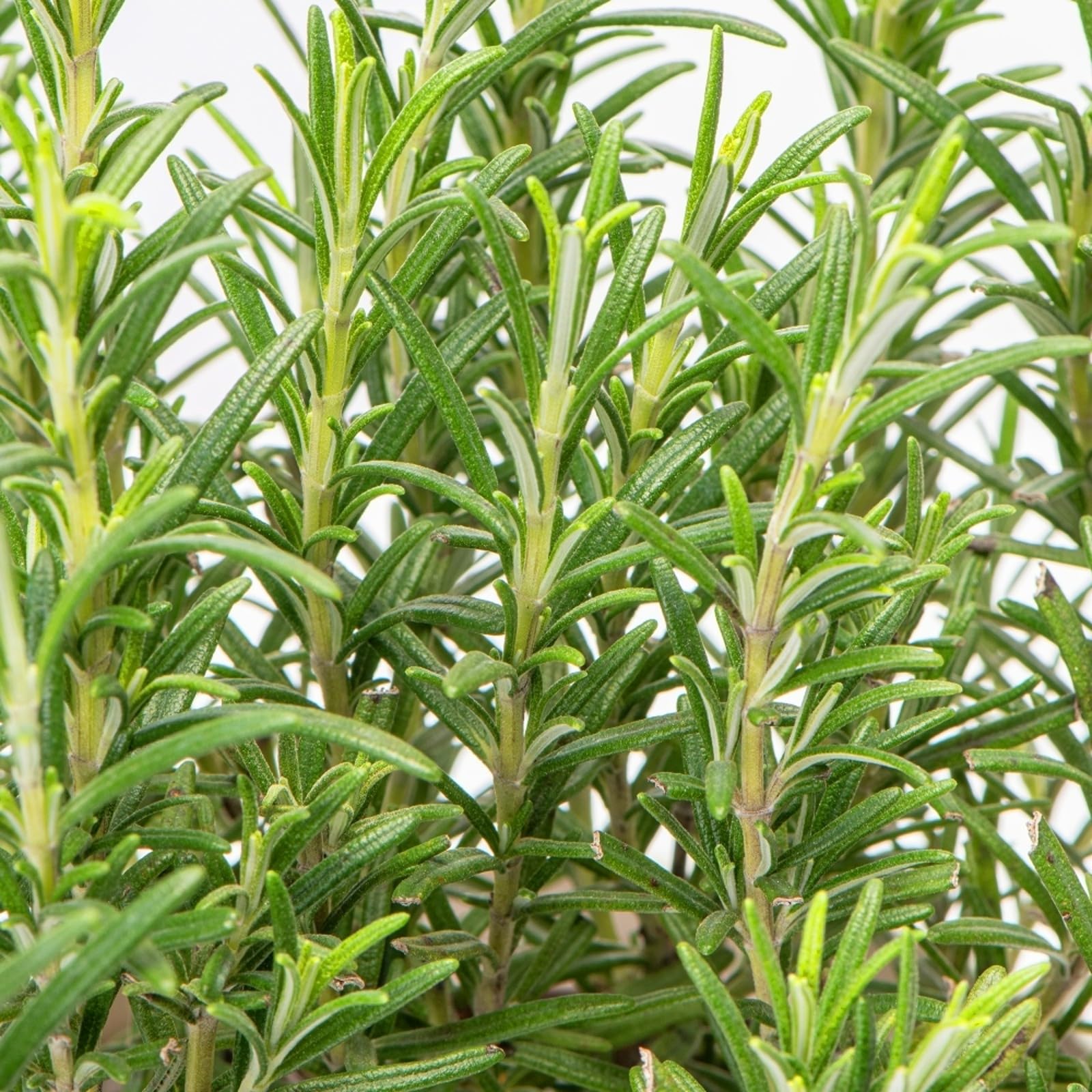 Carbeth Plants Rosemary Common Upright Herb Plant for Kitchen & Garden