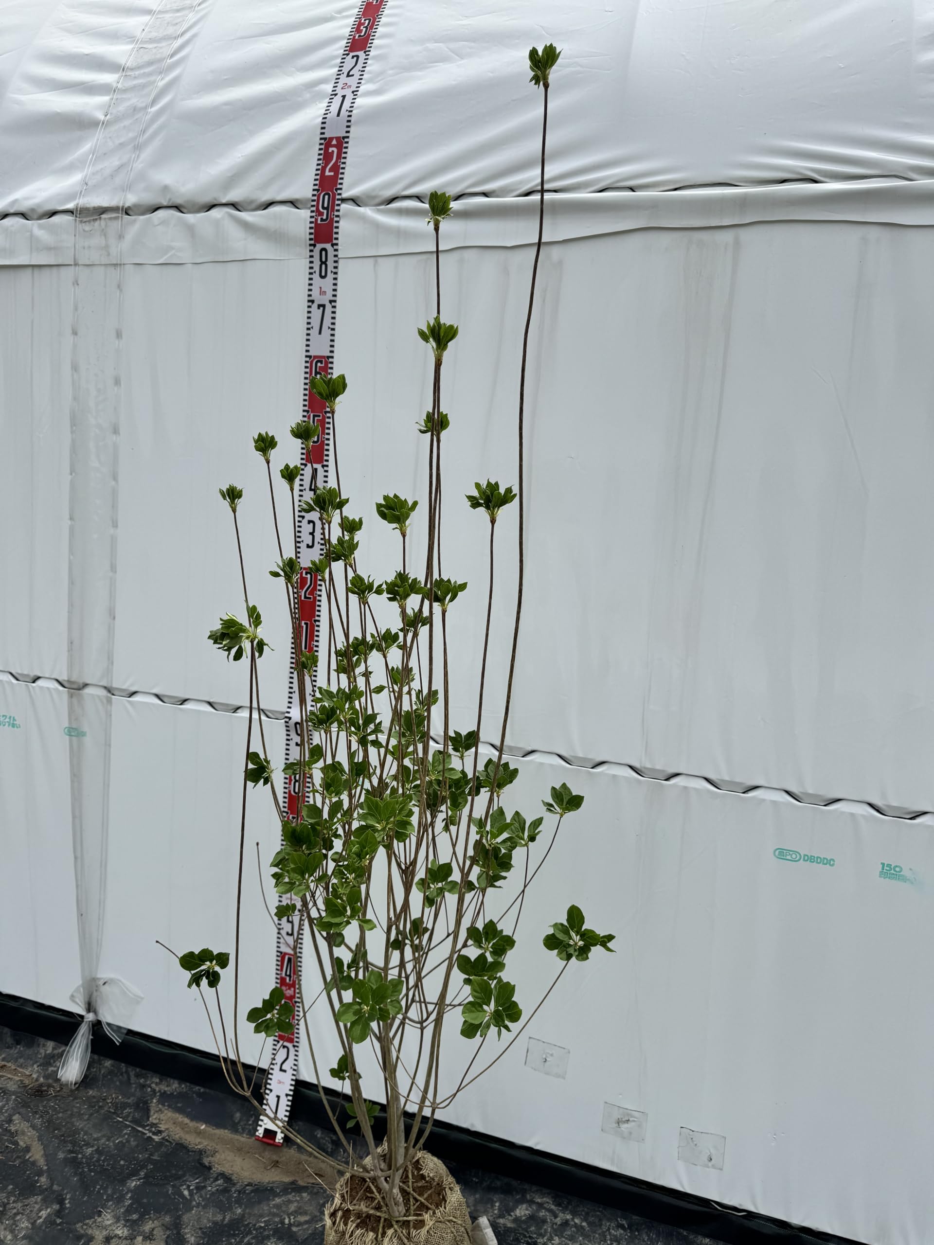 Amazon.co.jp: 『植木/庭木/苗木』ベニサラサドウダンツツジ/大株