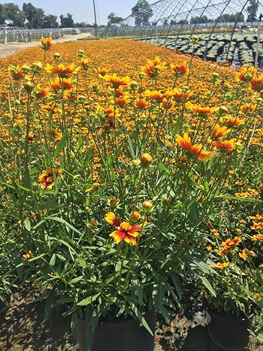 Miniatura 4 de Coreopsis LI'L BANG 'Enchanted Eve' (Semilla de cosquilla) Flores perennes, amarillas naranjas y rojas, #1 - Contenedor de tamaño