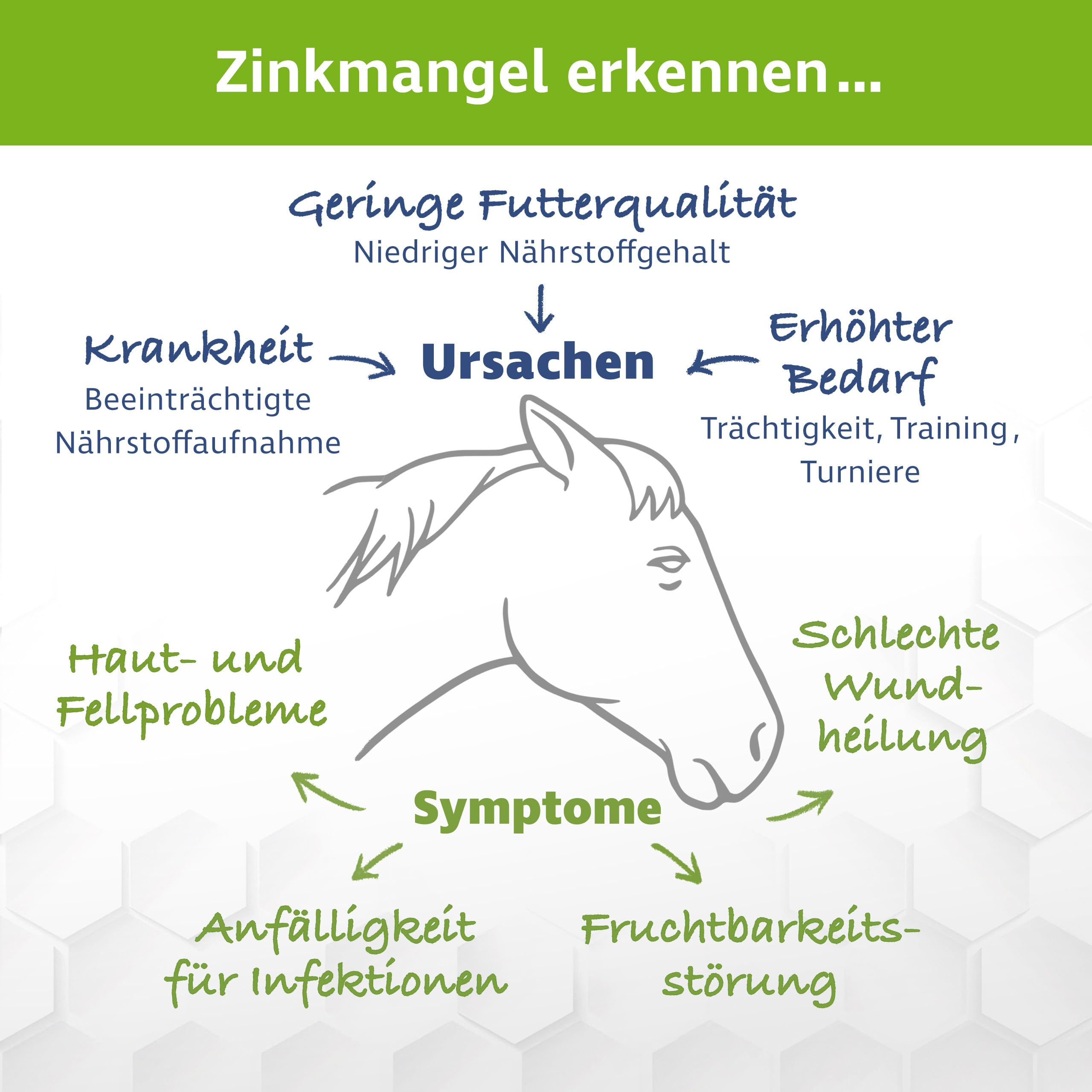 Zinc Forte Plus – Alta dosis de zinc para caballos – 1,8 kg – Alimento complementario Plus cobre y selenio – Para piel, pezuñas y sistema inmunológico – Incluye cuchara dosificadora
