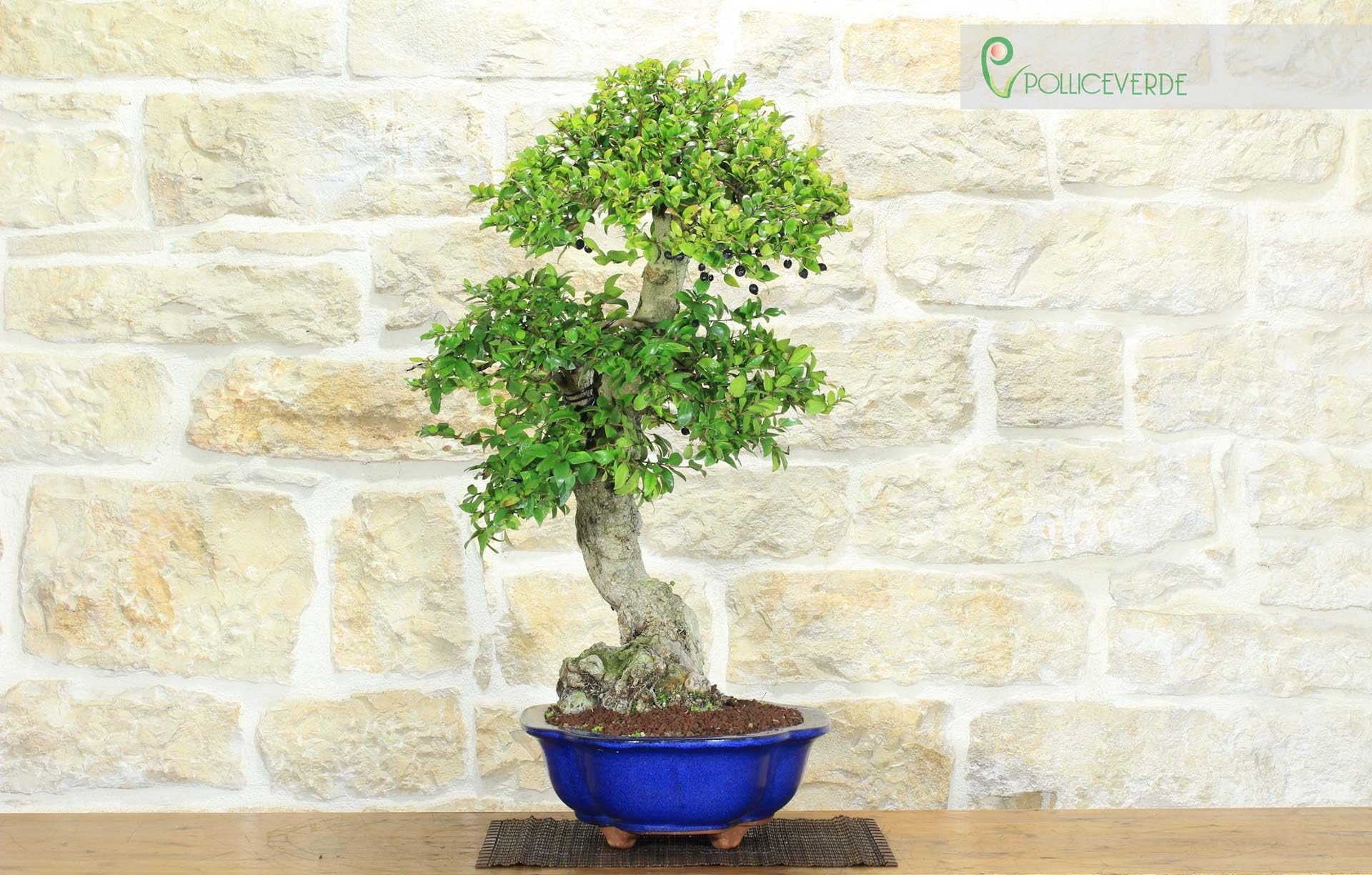 Bonsai di Mirto Pumila (35)