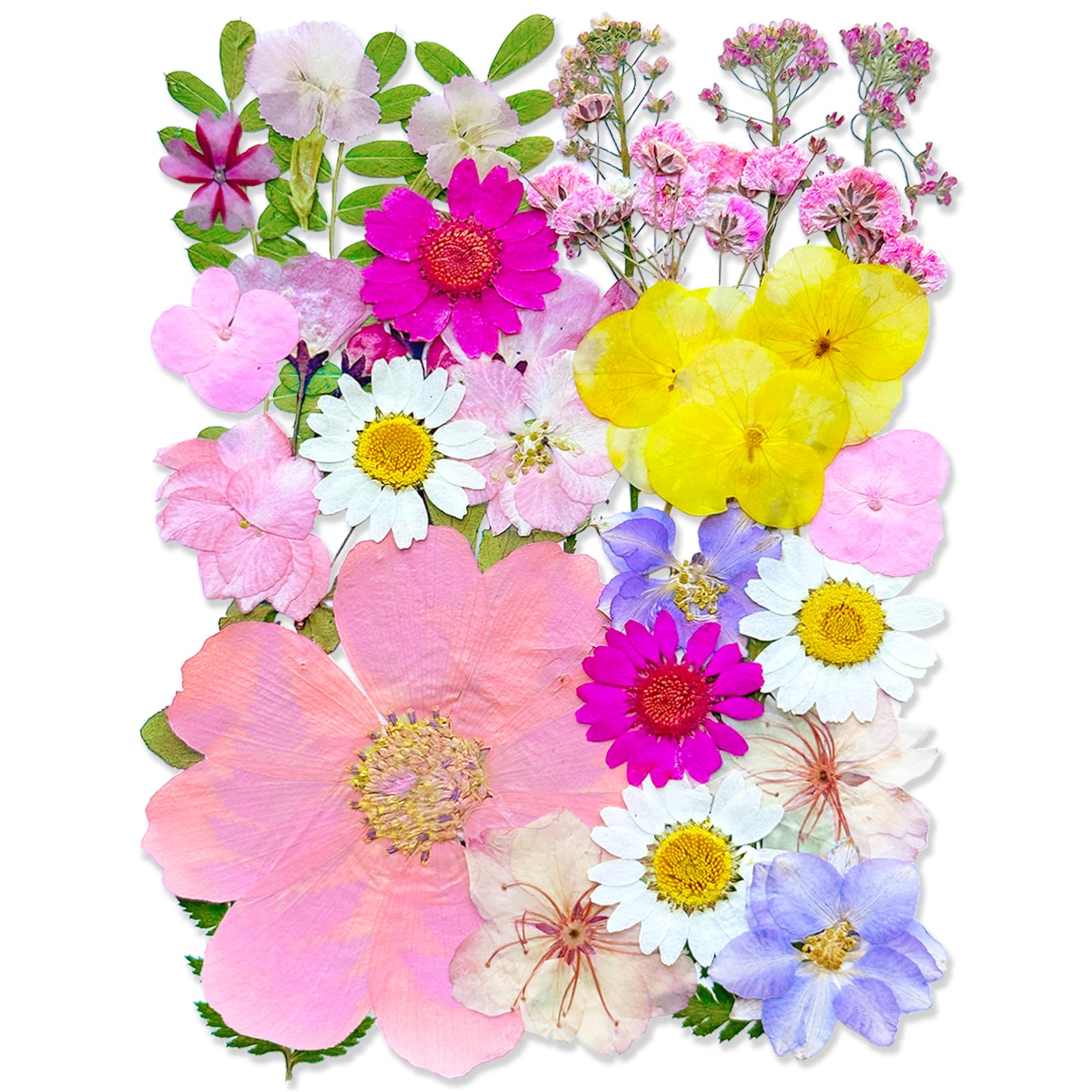 MIKIYA 33Pcs Pink Pressed Dried Flowers - dried and preserved flora | Mubboo