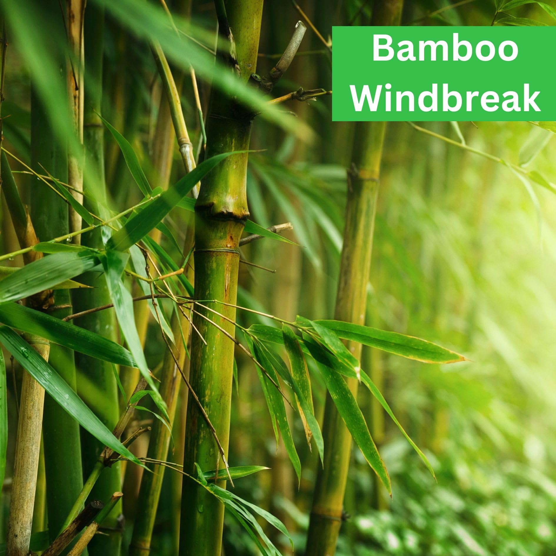 bambus pingwu wachstum Fargesia robusta 'Pingwu' / Hoher Heckenbambus main image 1